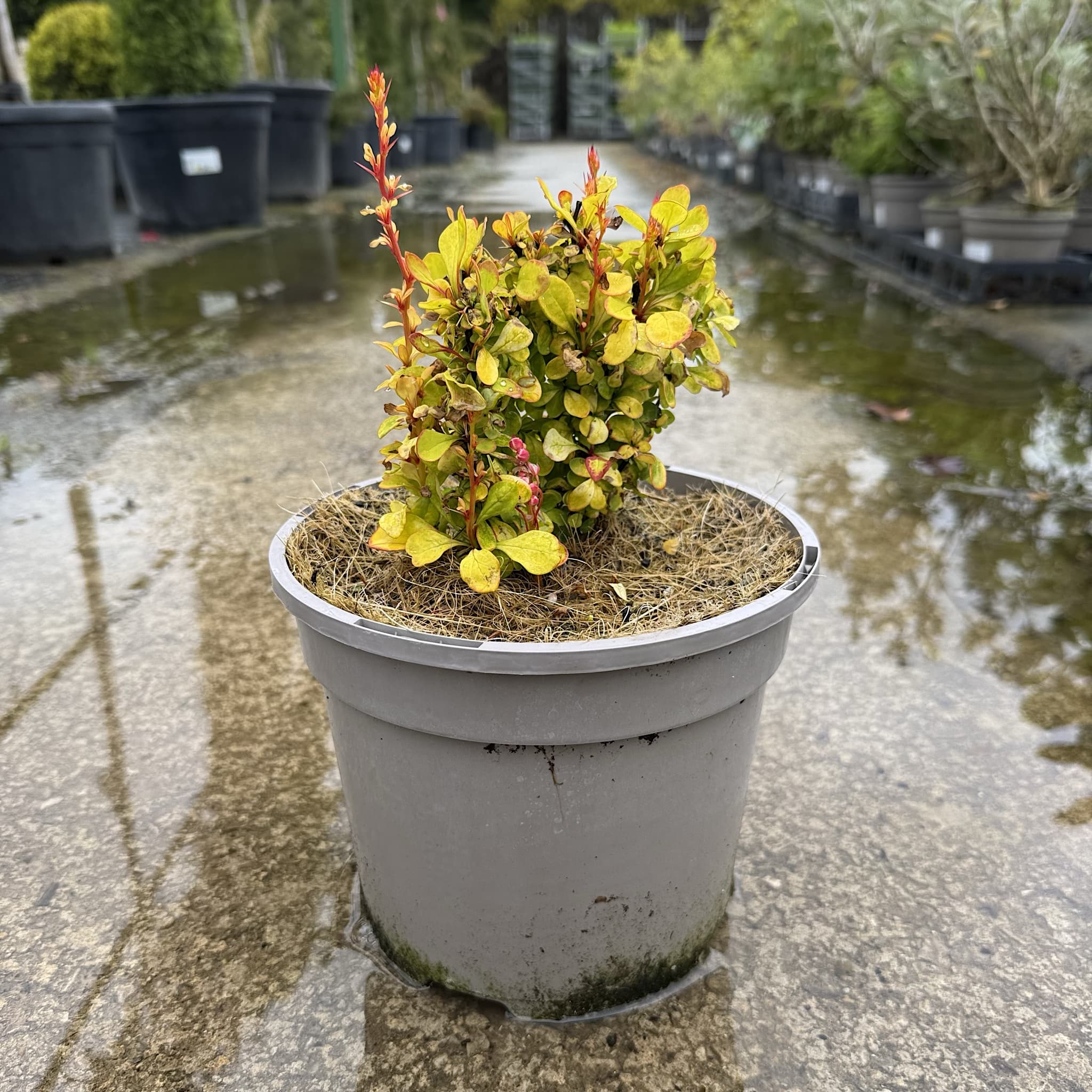 Berberis thunbergii 'Neon’