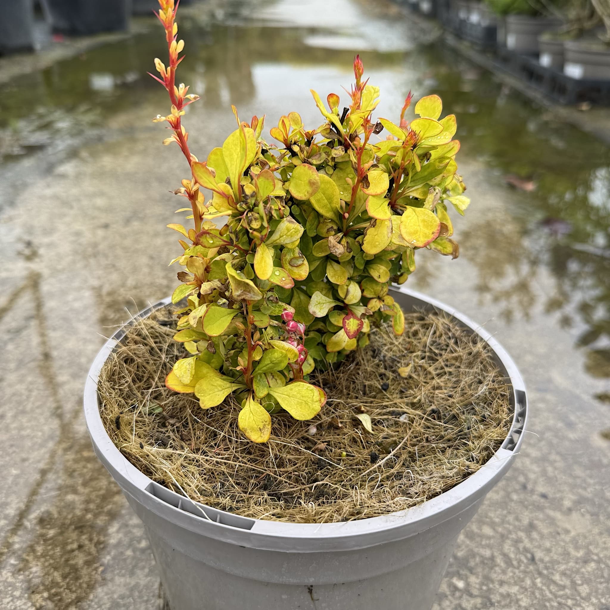 Berberis thunbergii 'Neon’