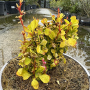 Berberis thunbergii 'Neon’