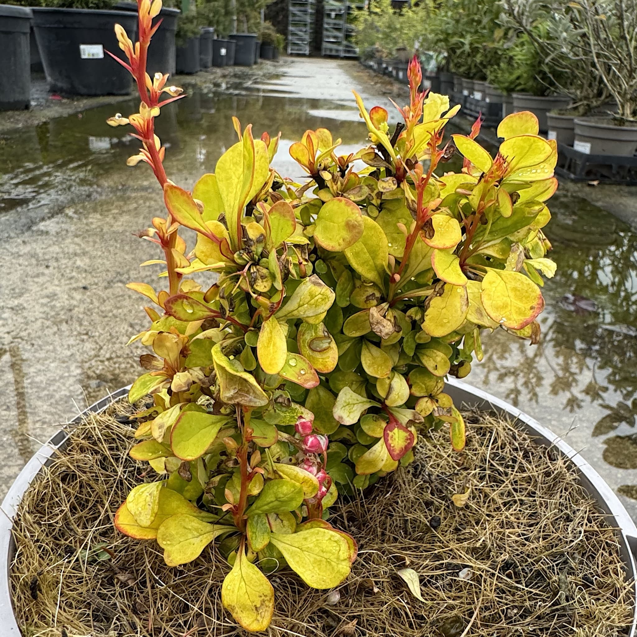 Berberis thunbergii 'Neon’
