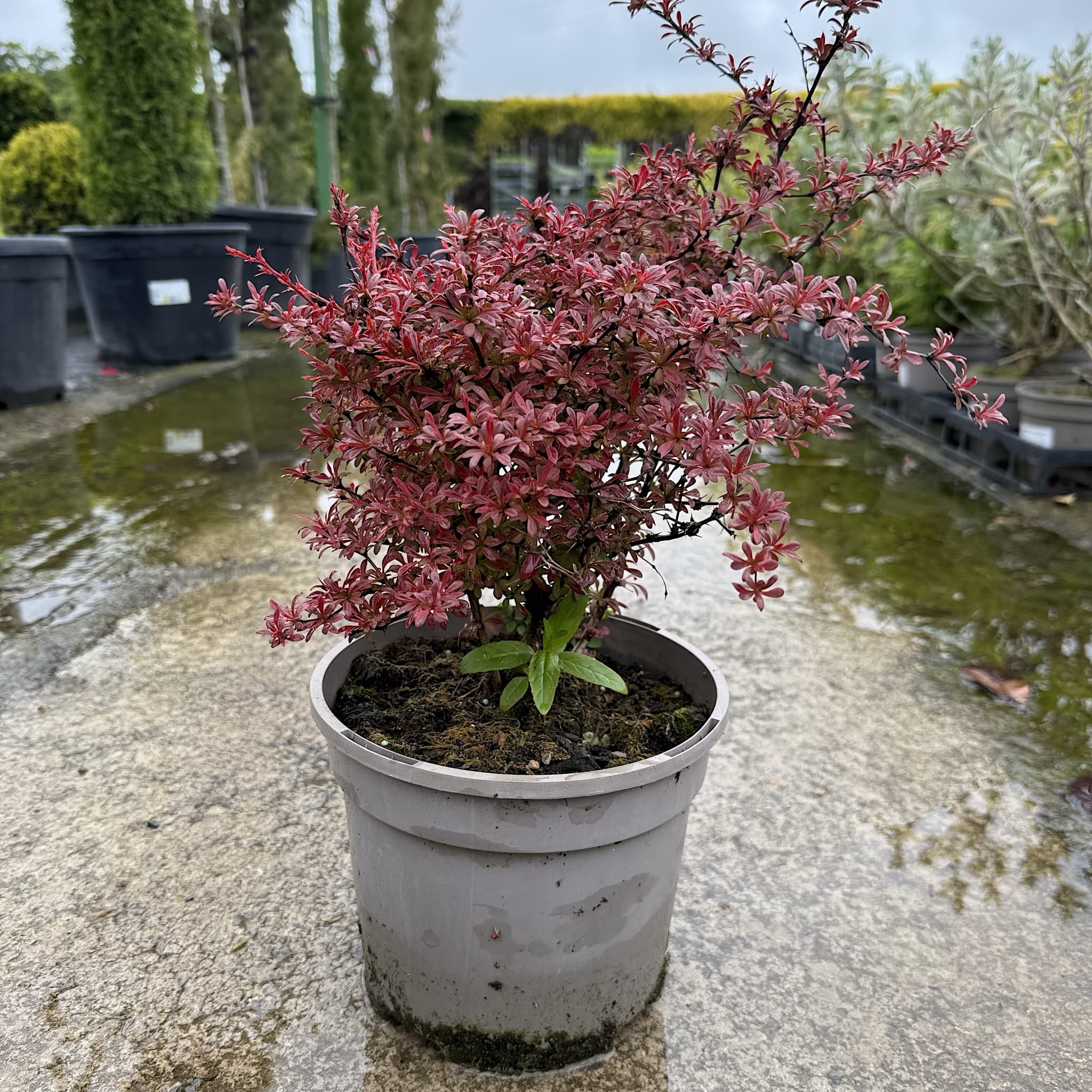 Berberis thunb. 'Orange Dream'