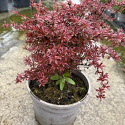 Berberis thunb. 'Orange Dream'