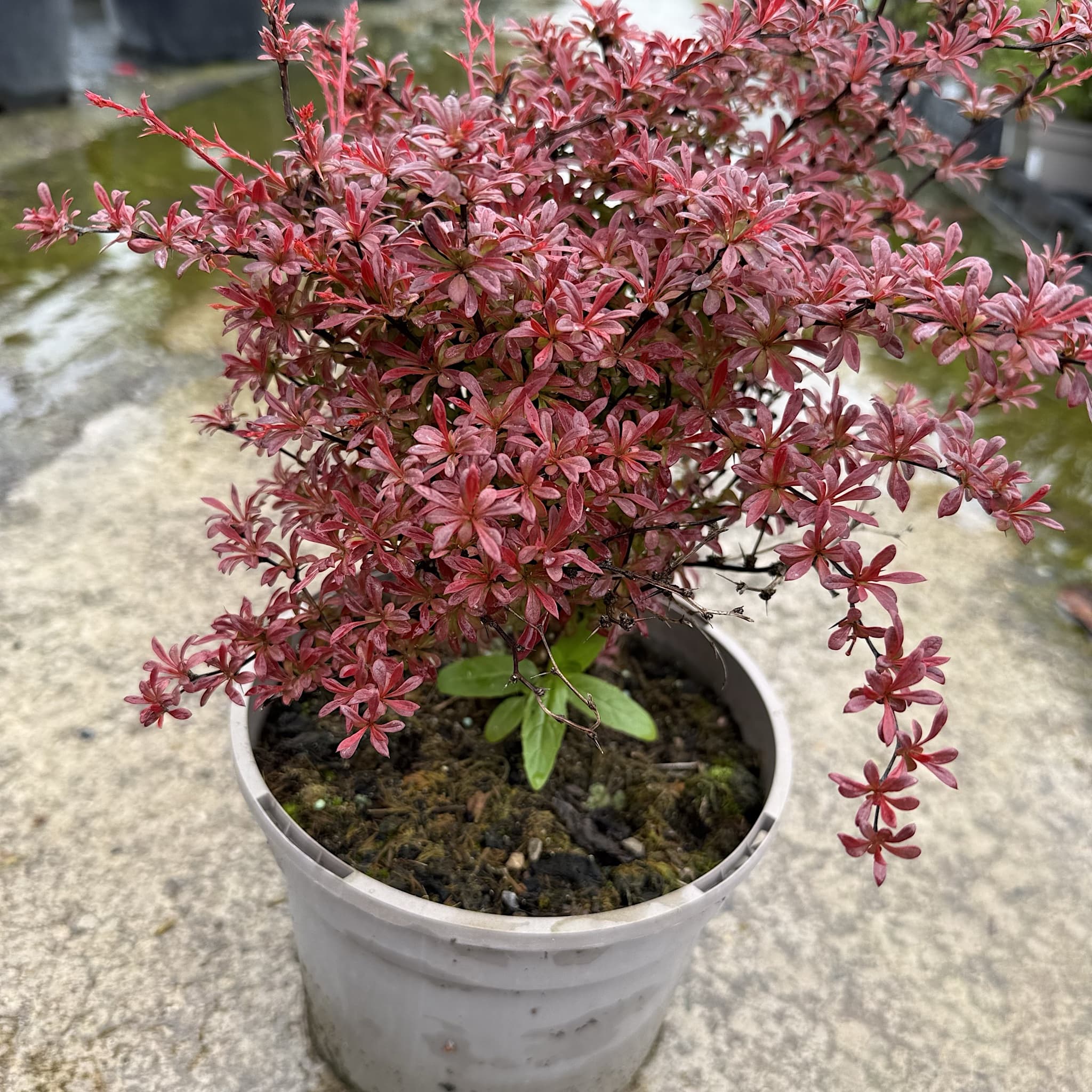 Berberis thunb. 'Orange Dream'