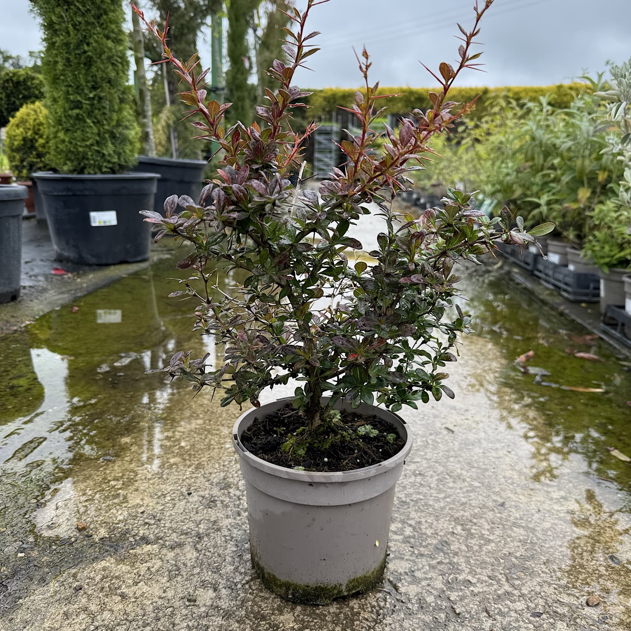 Berberis media 'Red Jewel’