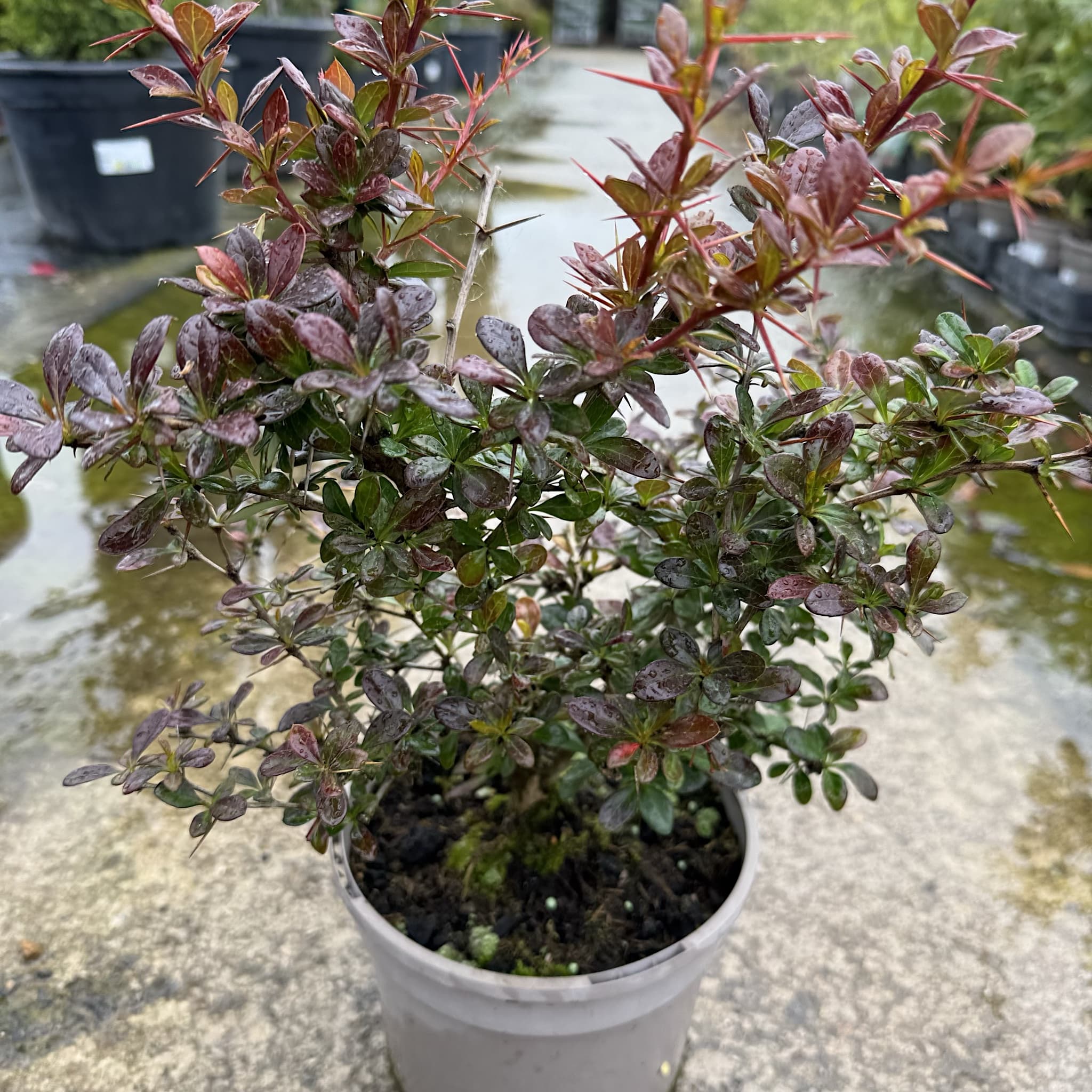 Berberis media 'Red Jewel’