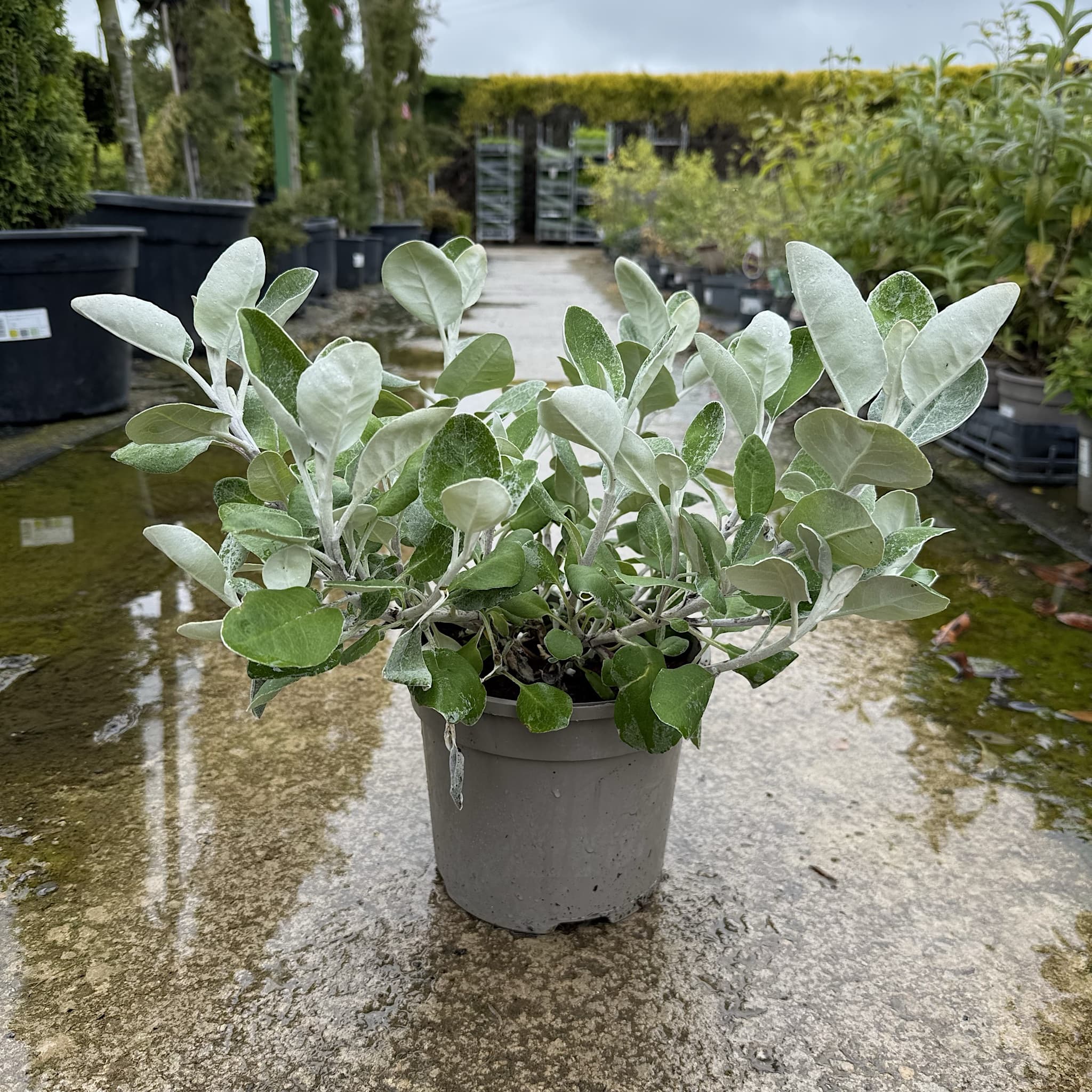 Brachyglottis 'Silver Dormouse'