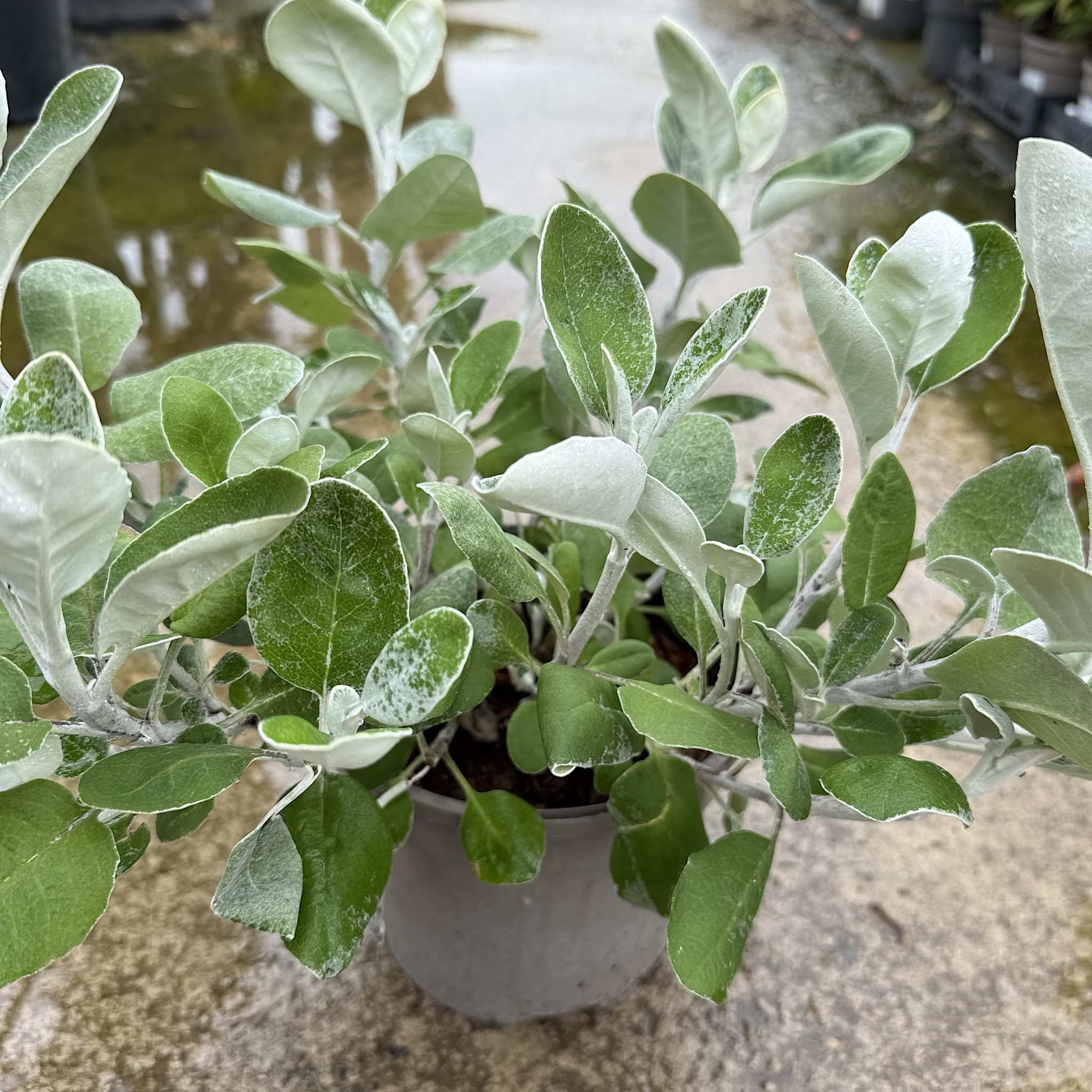 Brachyglottis 'Silver Dormouse'