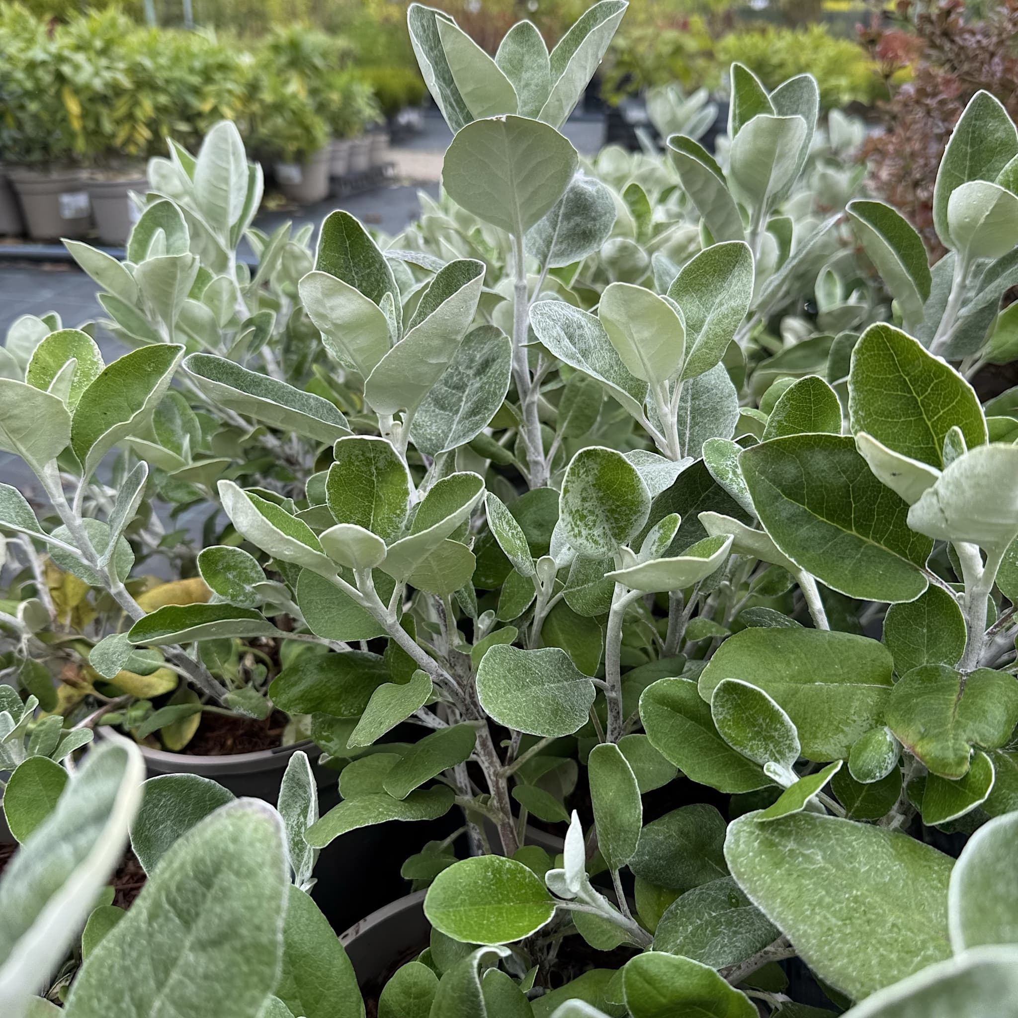 Brachyglottis 'Silver Dormouse'