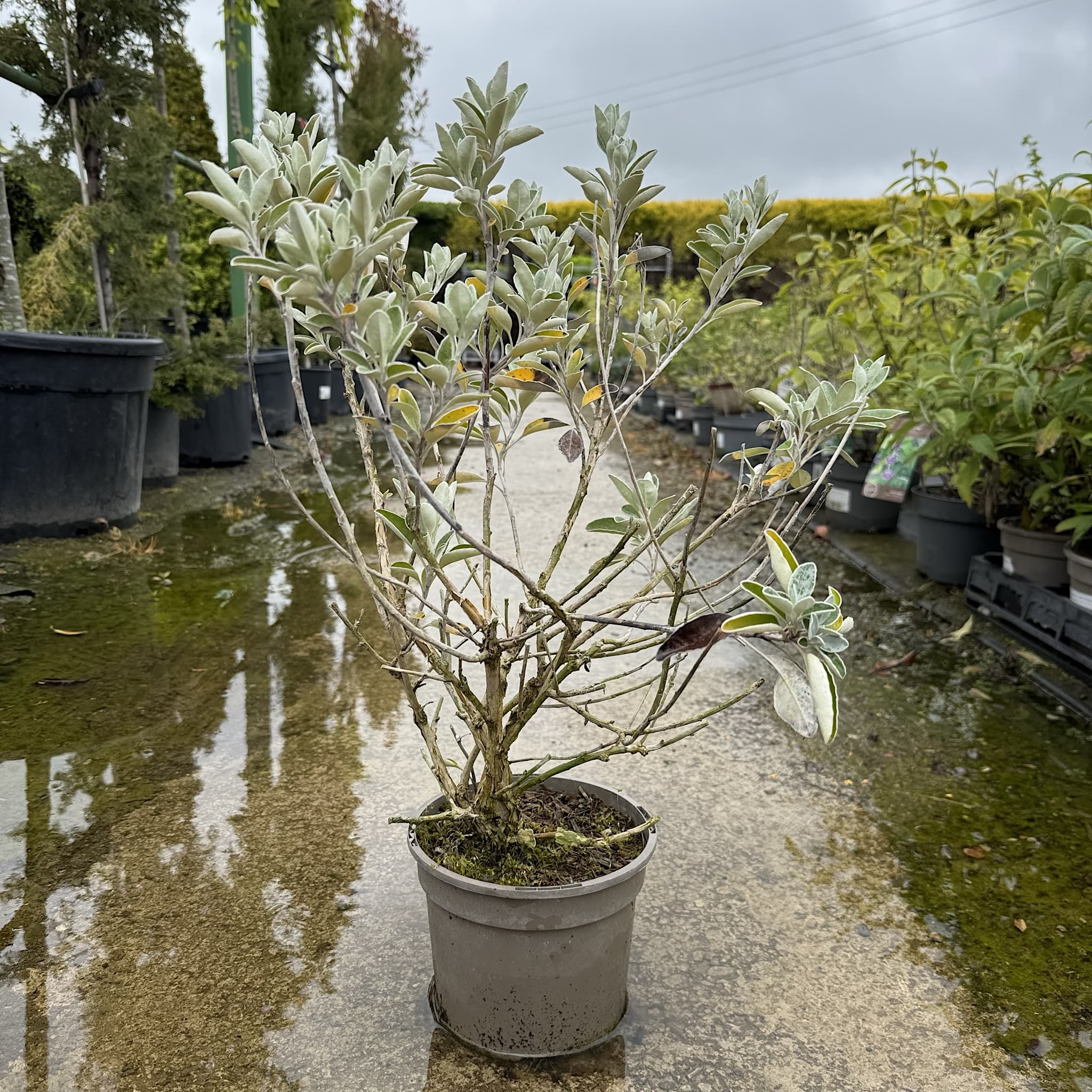Brachyglottis 'Sunshine'