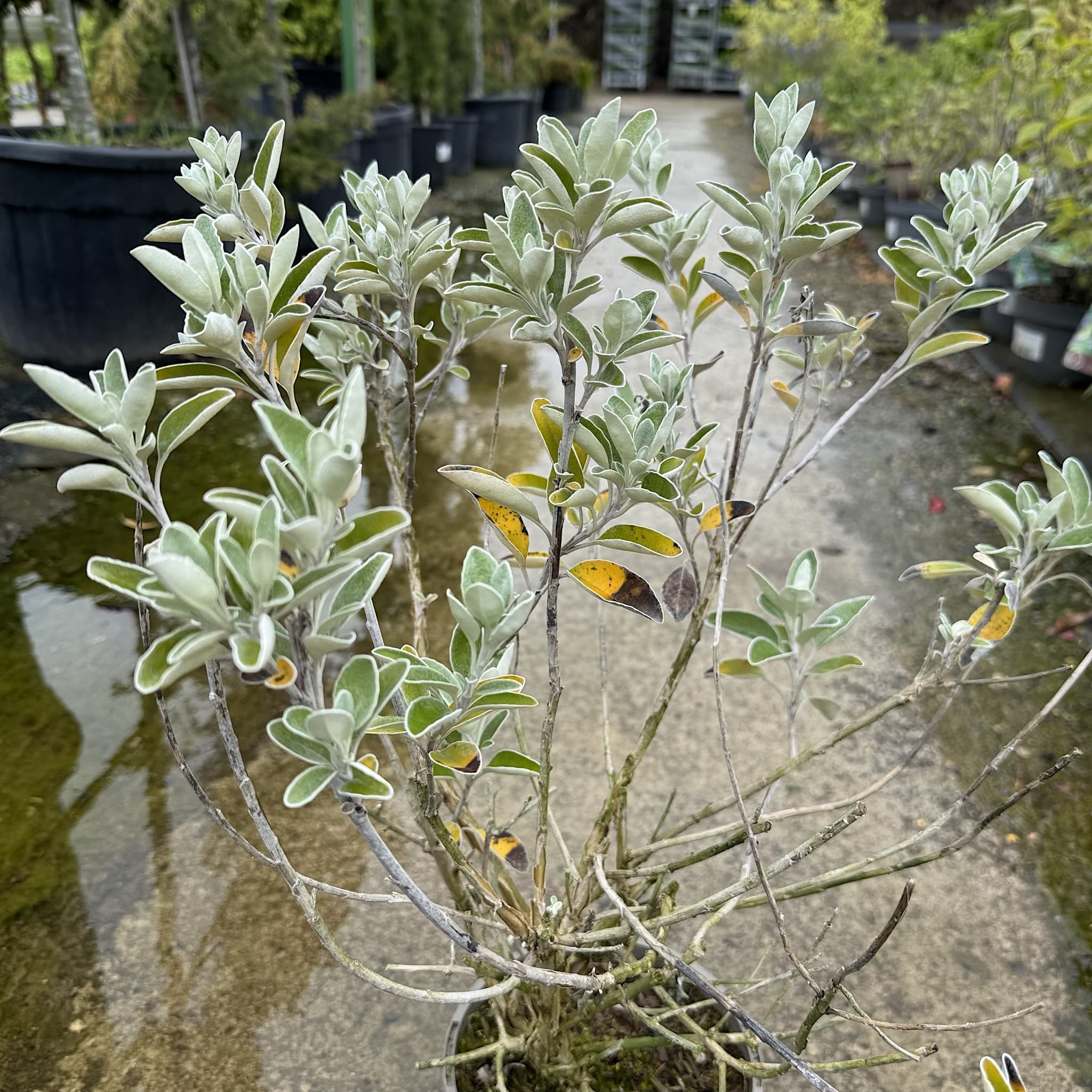 Brachyglottis 'Sunshine'
