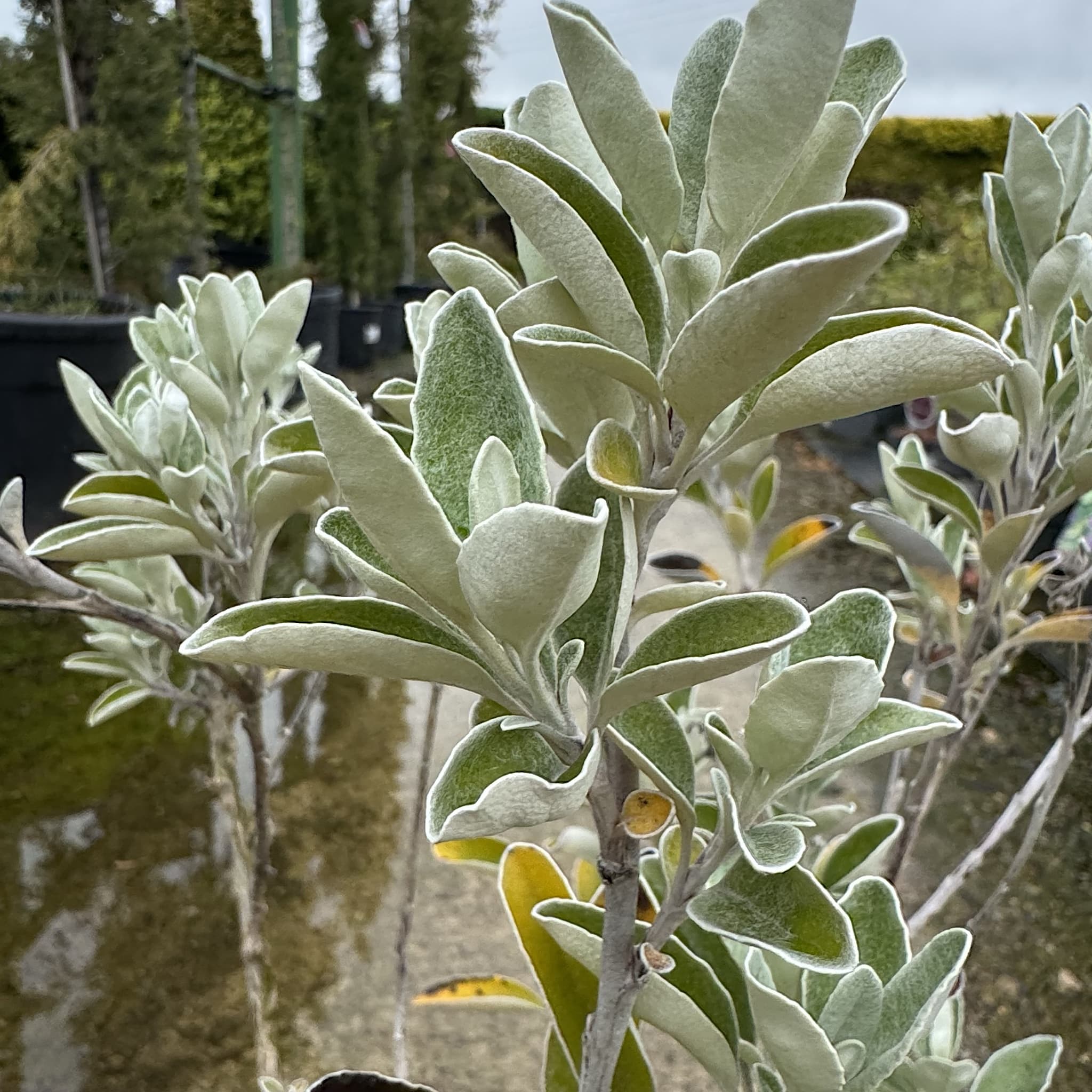 Brachyglottis 'Sunshine'