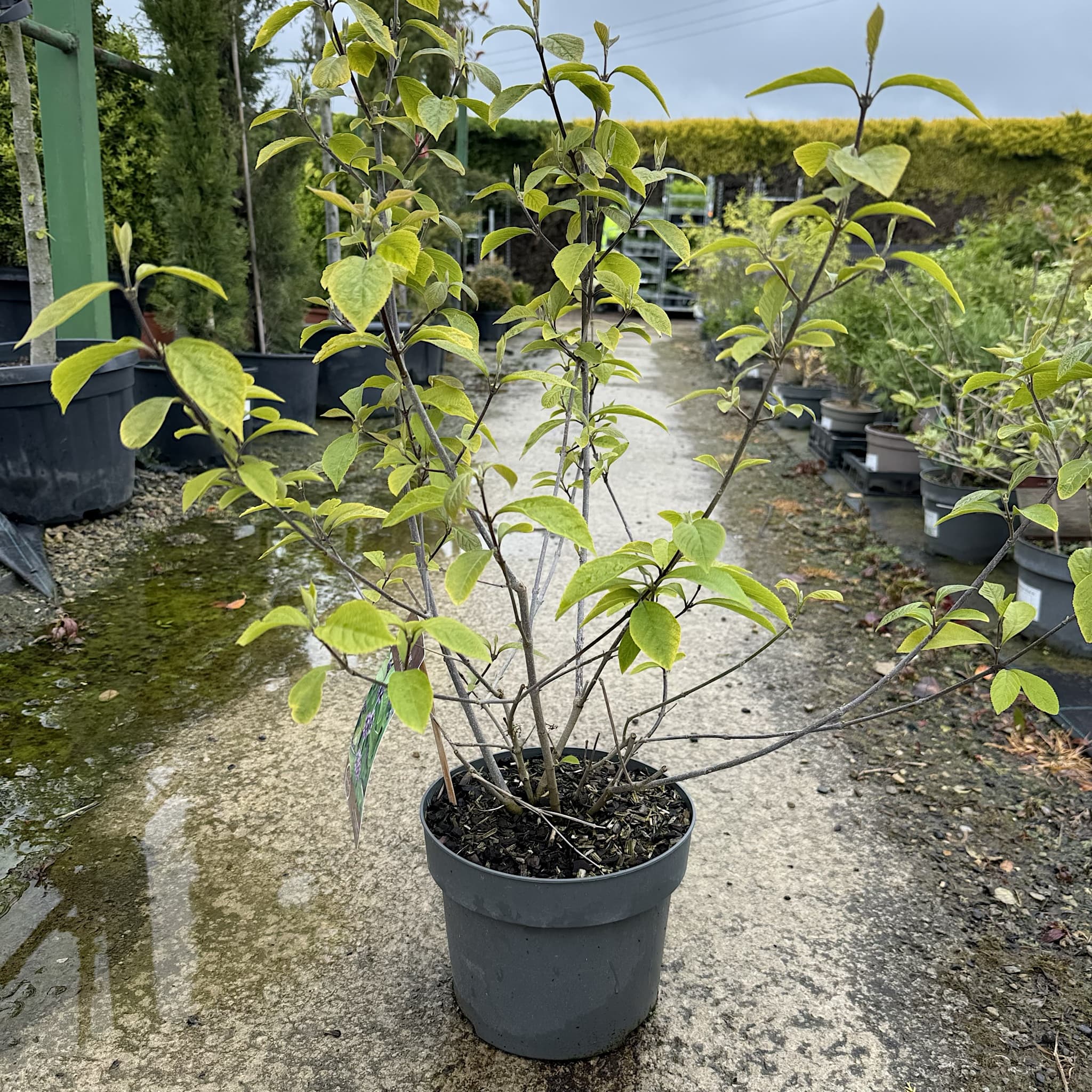 Callicarpa bodinieri 'Profusion'