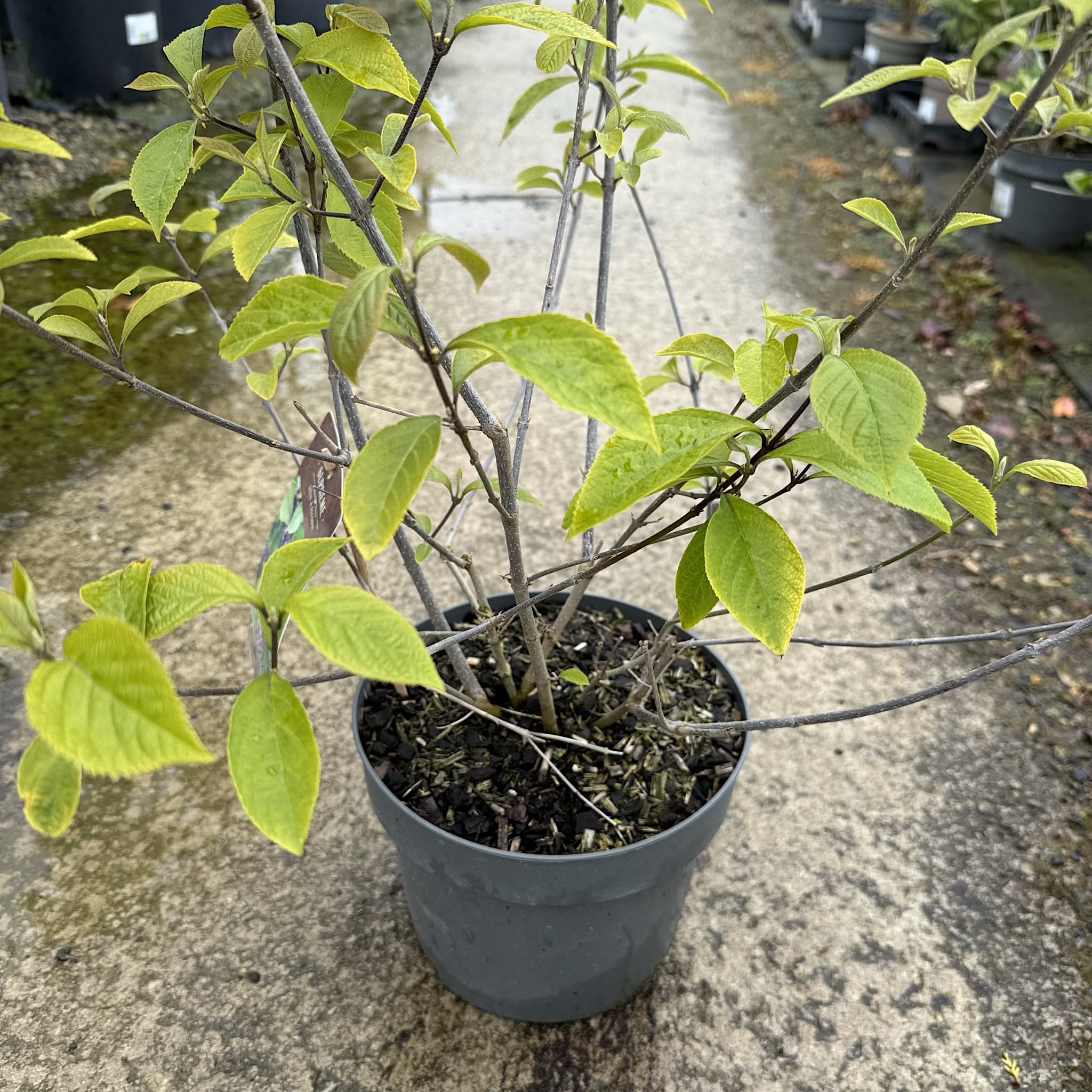 Callicarpa bodinieri 'Profusion'
