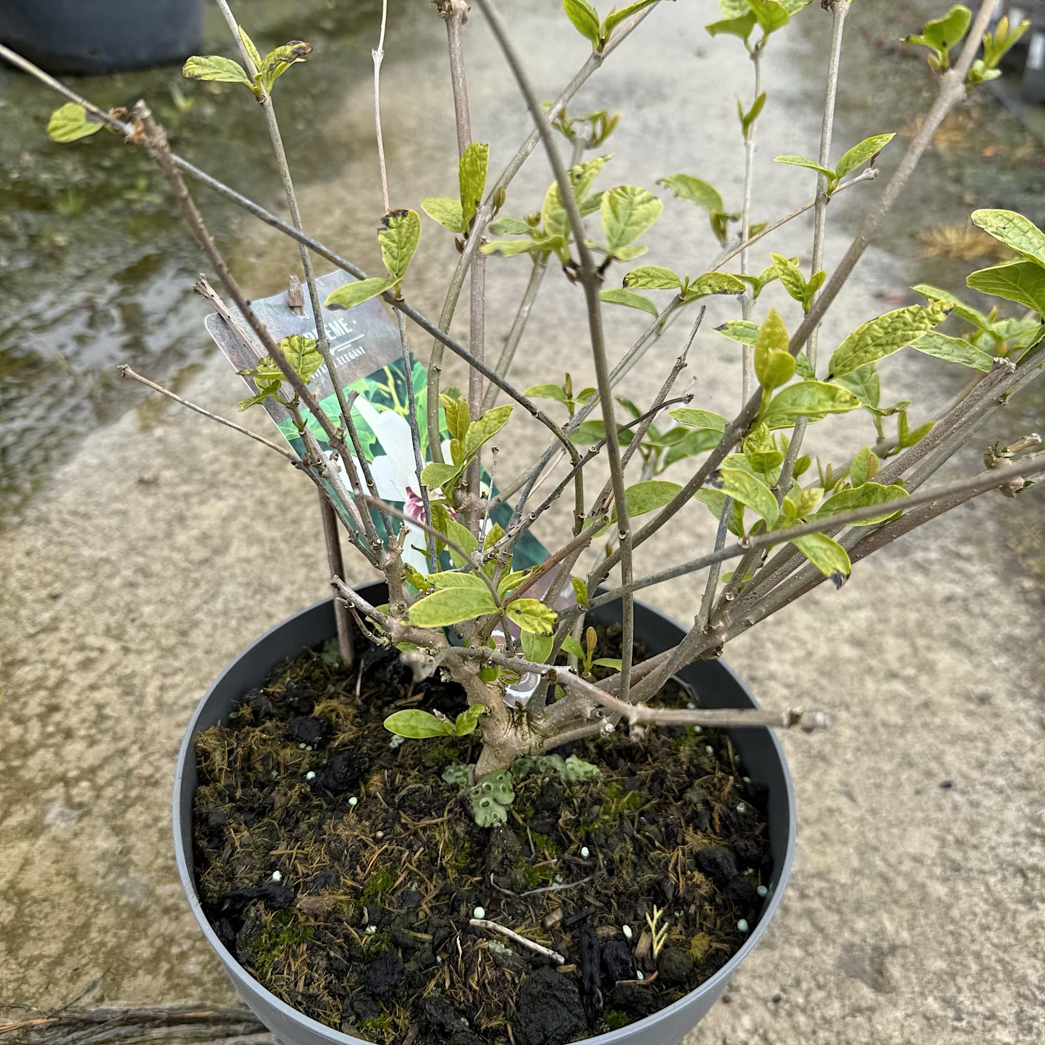 Calycanthus 'Venus'