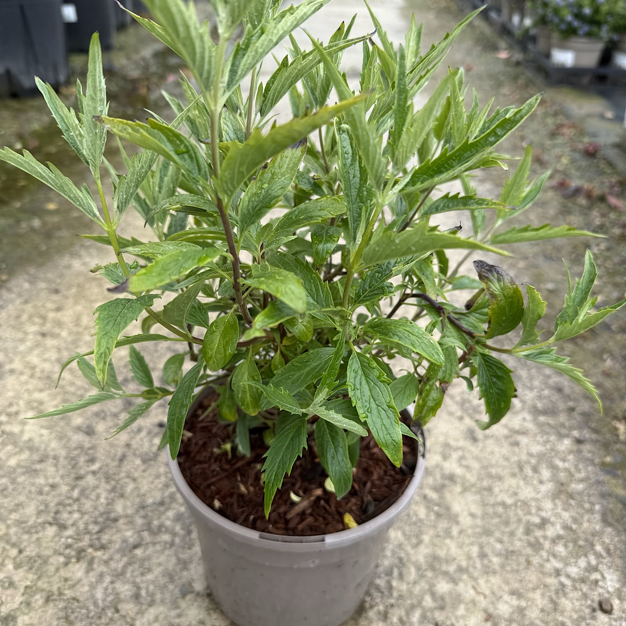 Caryopteris cland. 'Heavenly Blue'