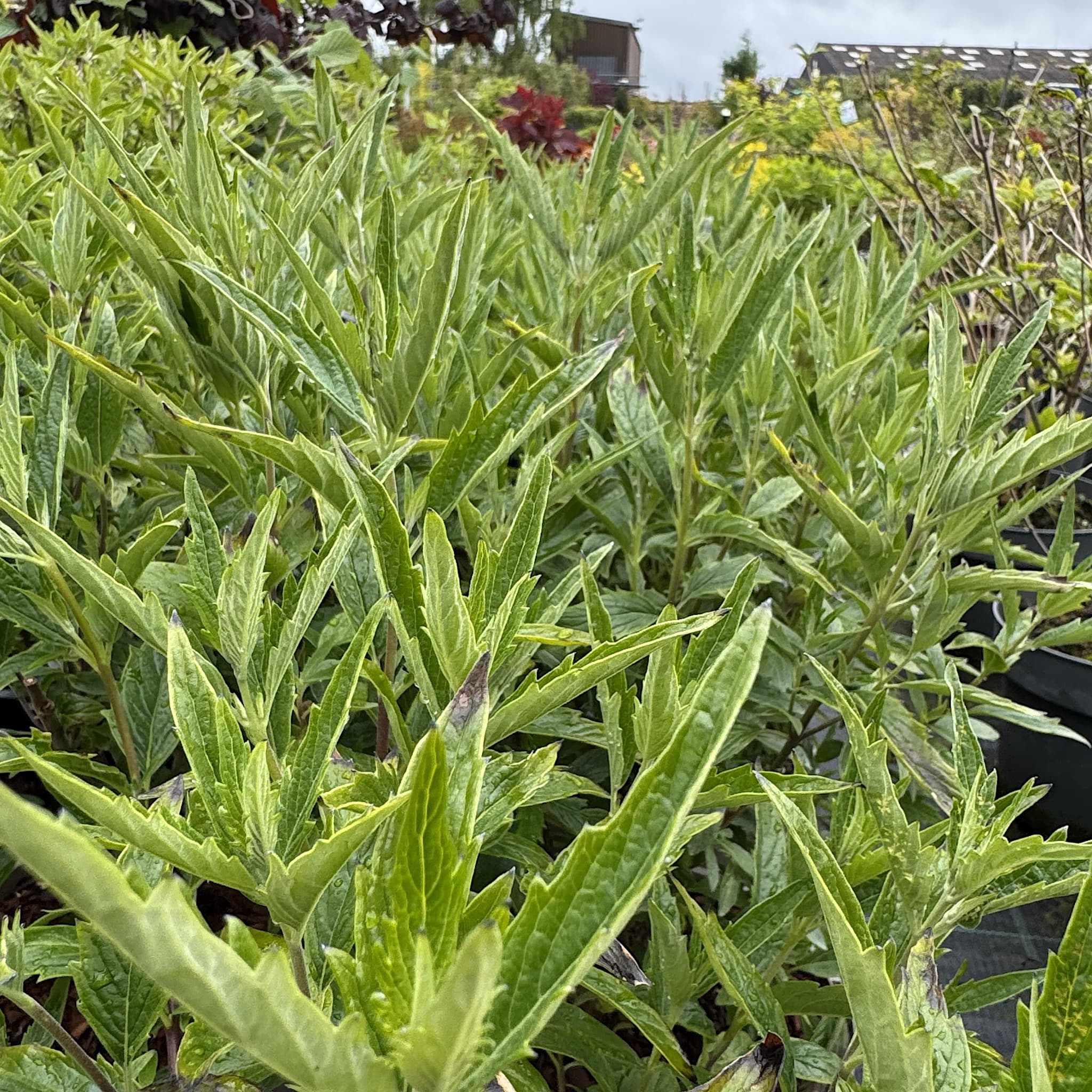 Caryopteris cland. 'Heavenly Blue'