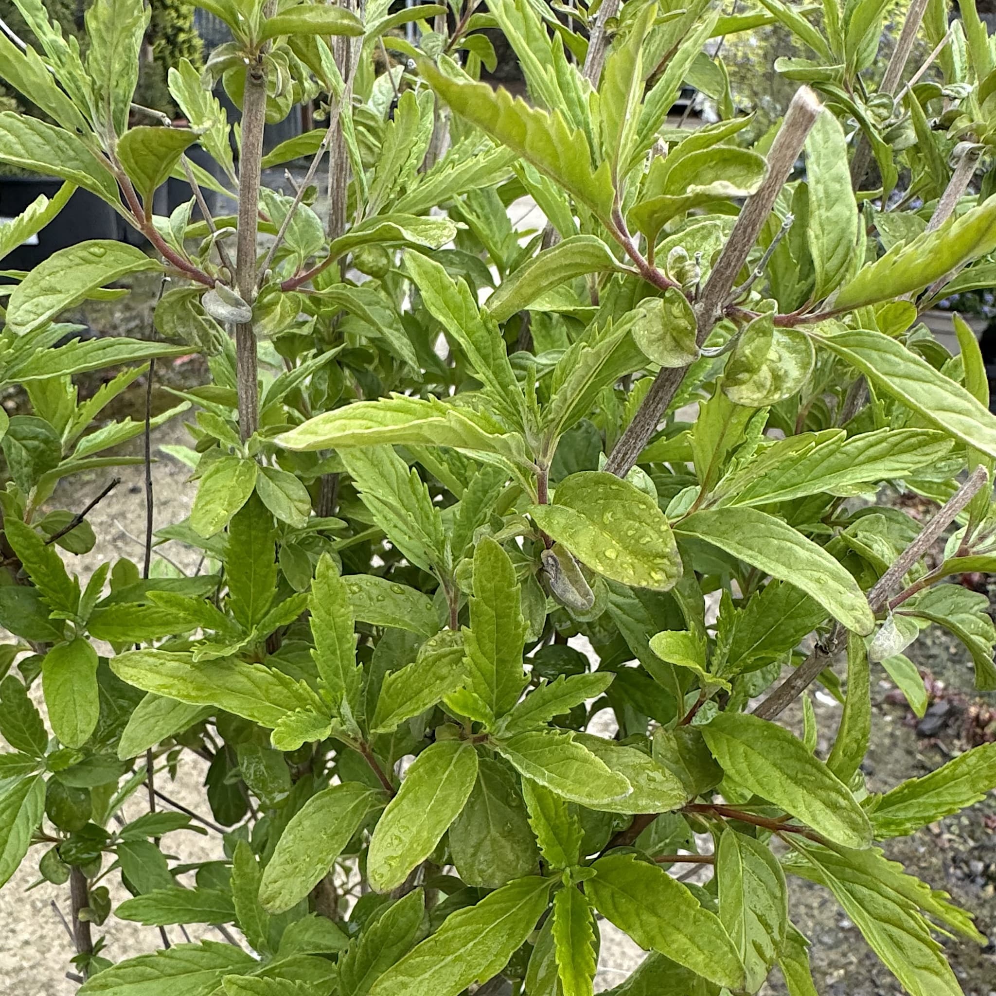 Caryopteris cland. 'Pink Perfection'