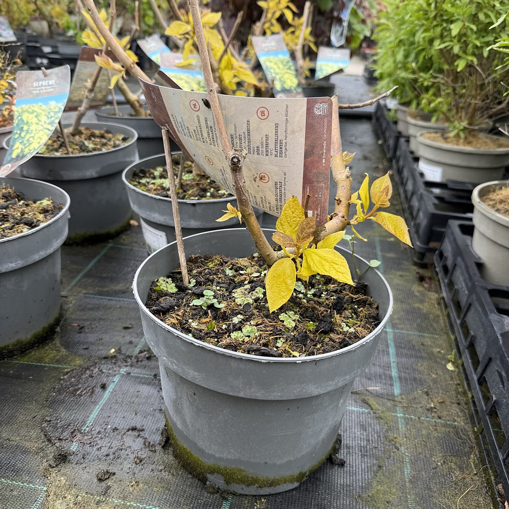 Catalpa bignonioides 'Aurea'