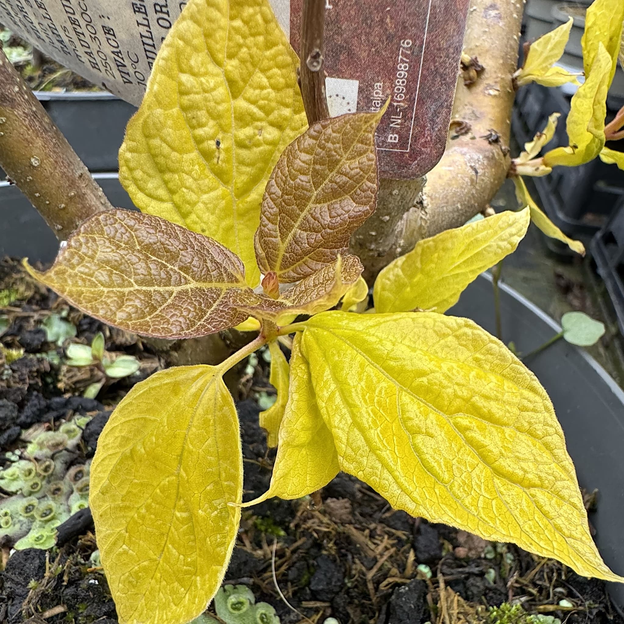 Catalpa bignonioides 'Aurea'