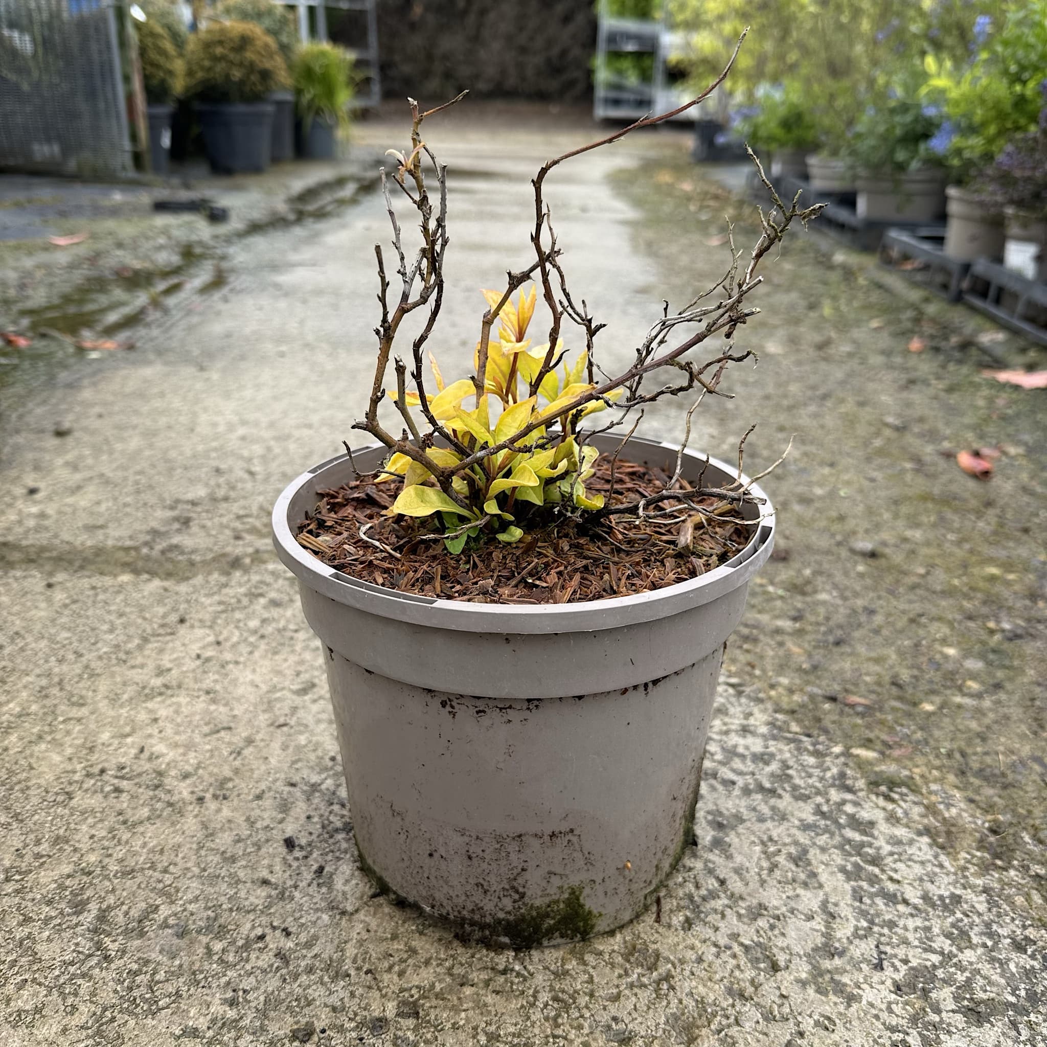 Ceratostigma willmottianum 'Sapphire Ring'
