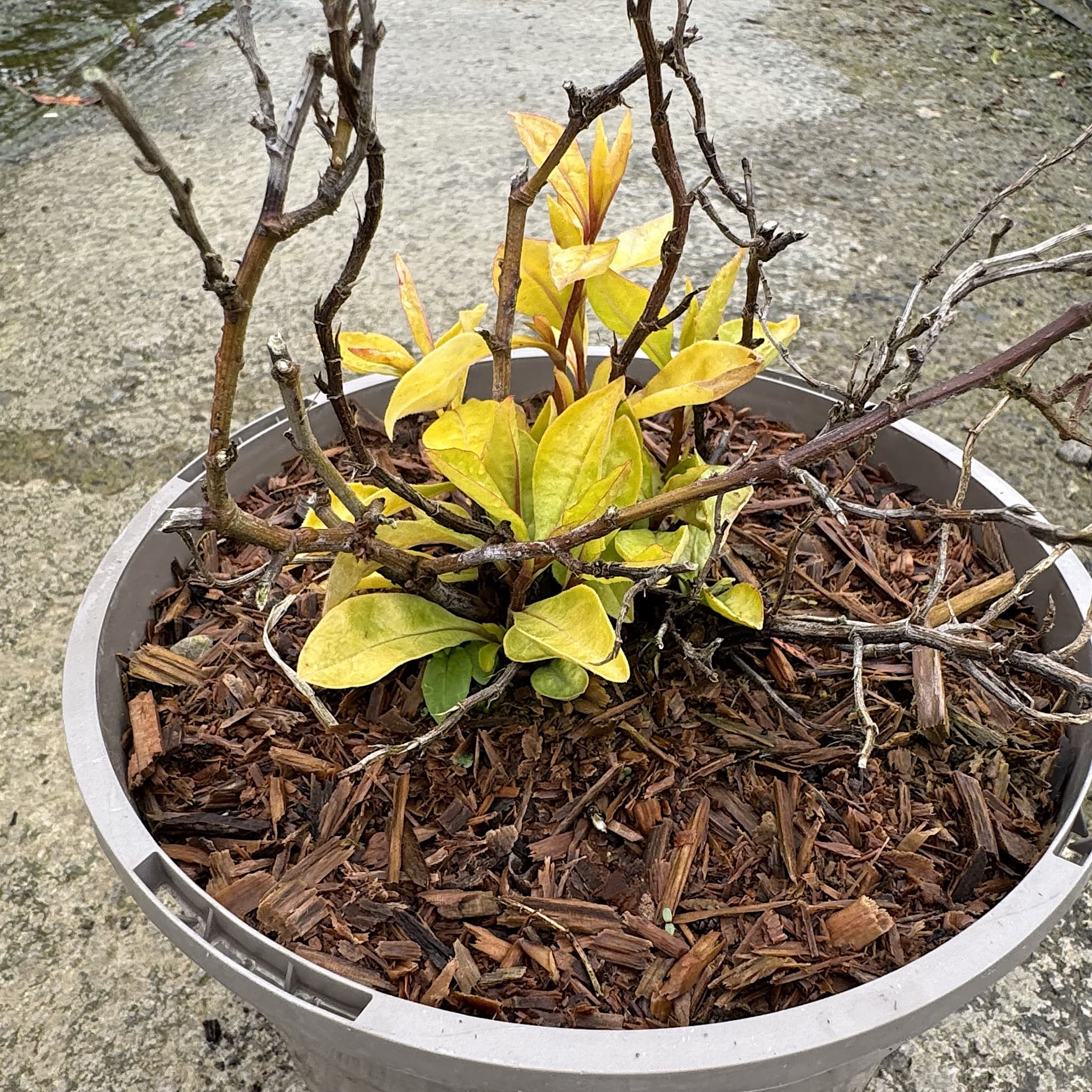 Ceratostigma willmottianum 'Sapphire Ring'