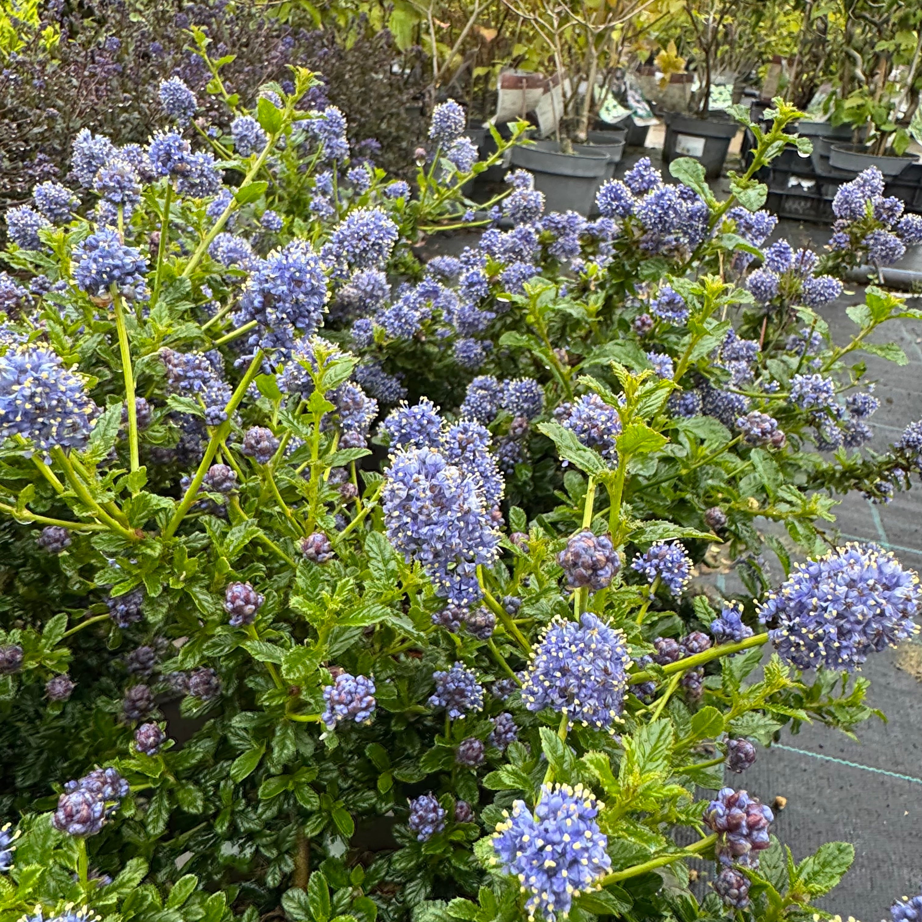 Ceanothus 'Blue Mound'