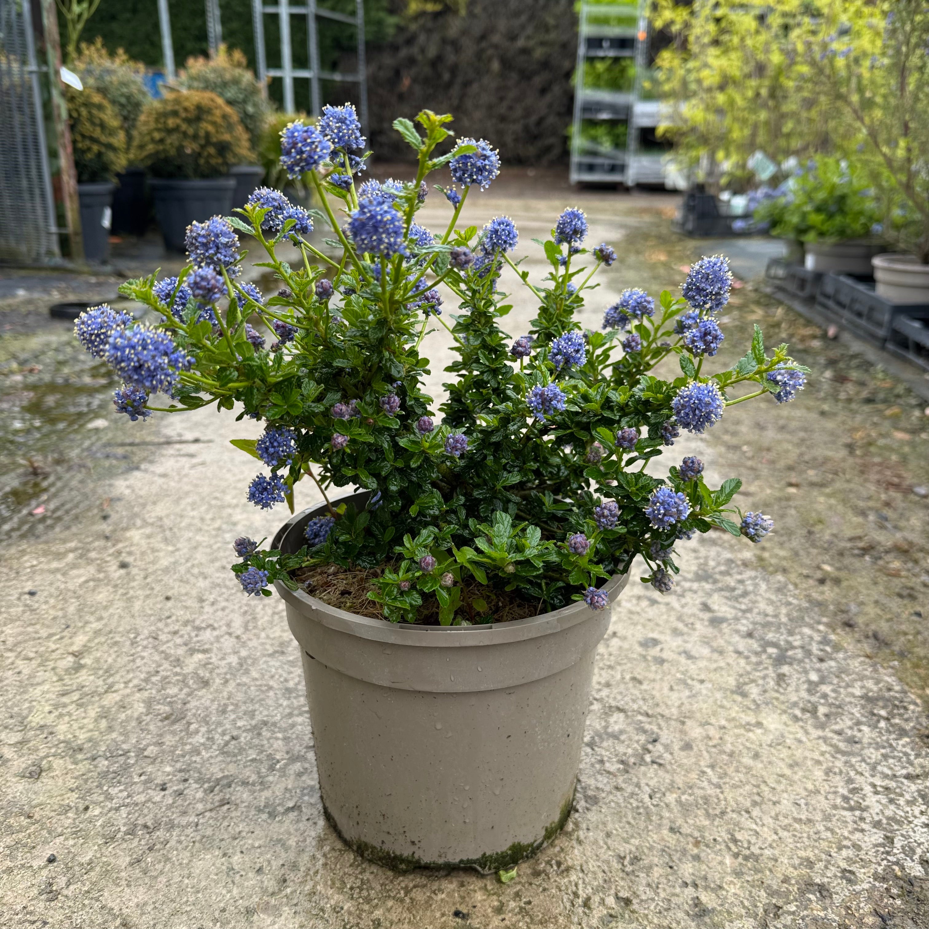 Ceanothus 'Blue Mound'