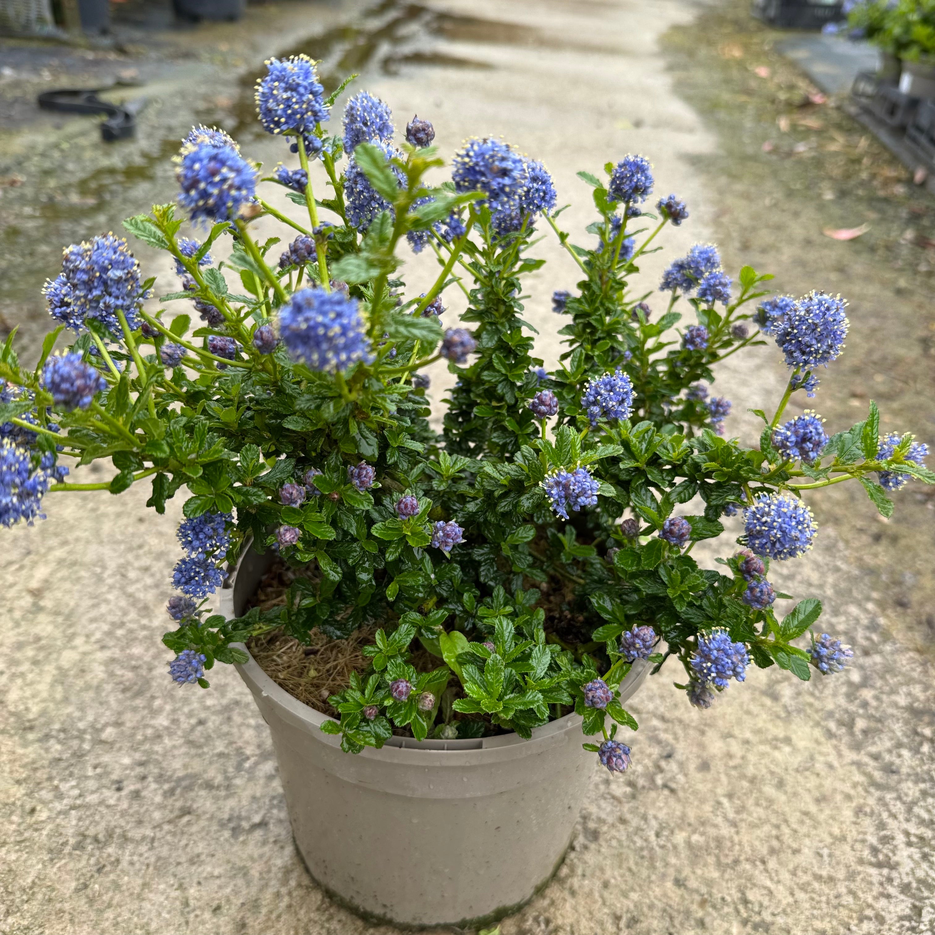 Ceanothus 'Blue Mound'