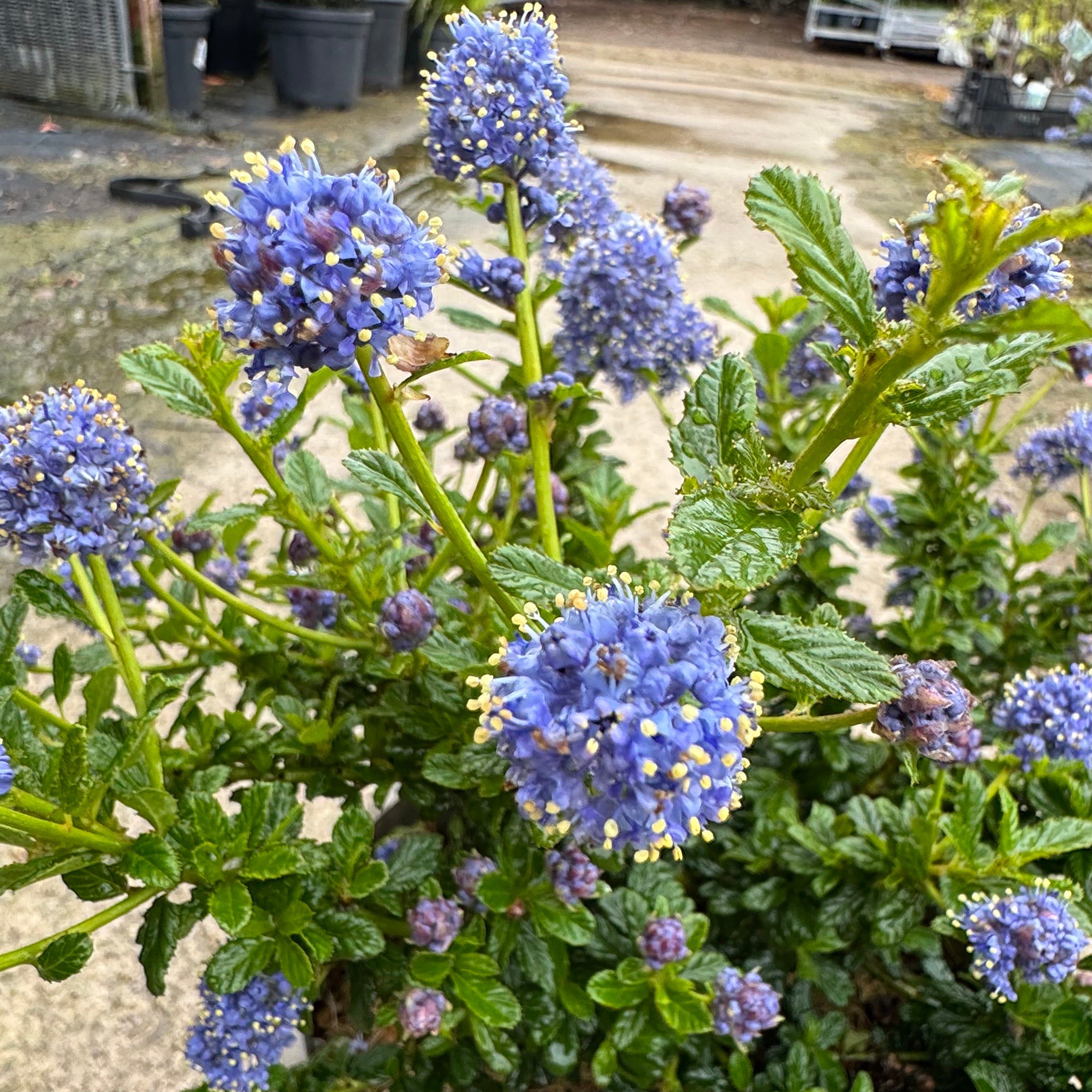 Ceanothus 'Blue Mound'