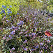 Ceanothus 'Blue Sapphire'