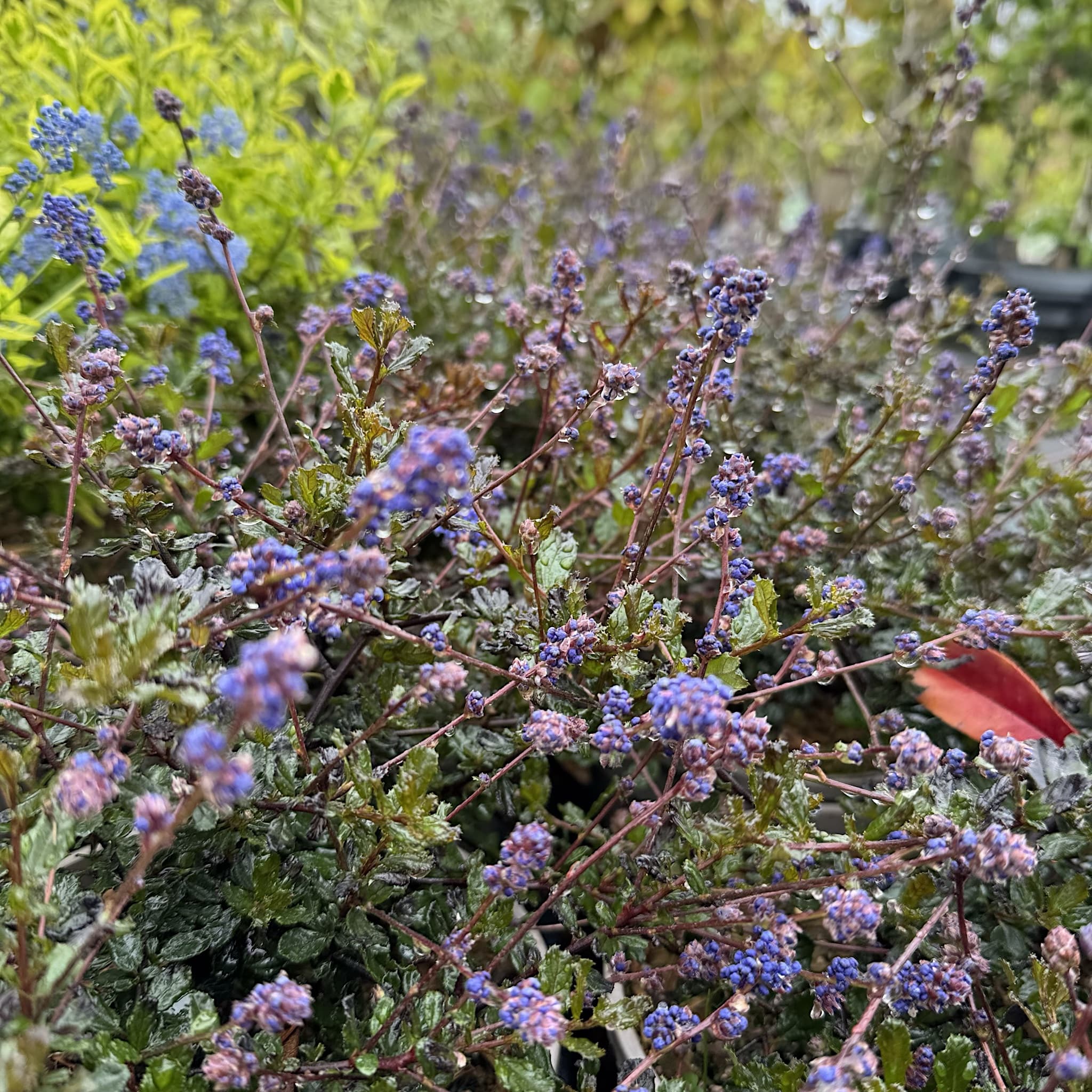 Ceanothus 'Blue Sapphire'