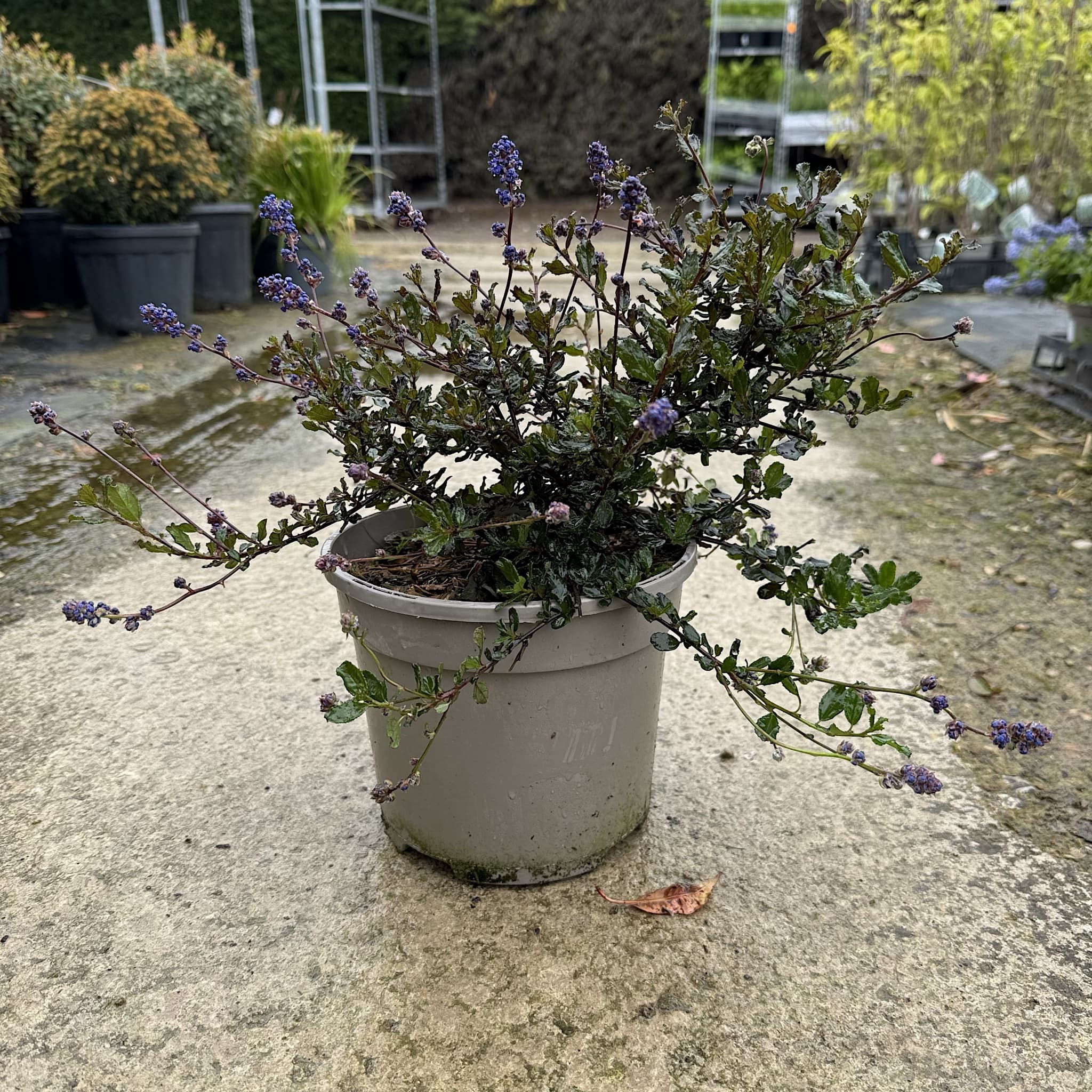 Ceanothus 'Blue Sapphire'