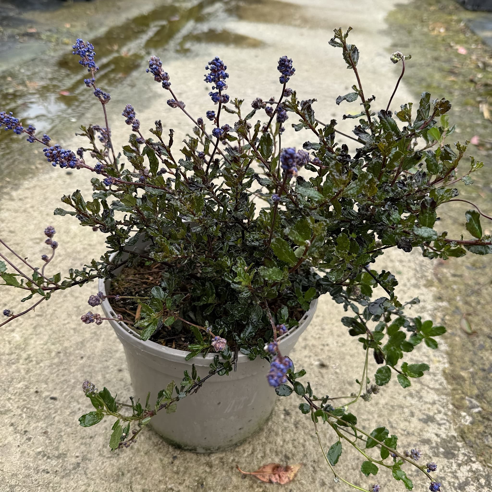 Ceanothus 'Blue Sapphire'