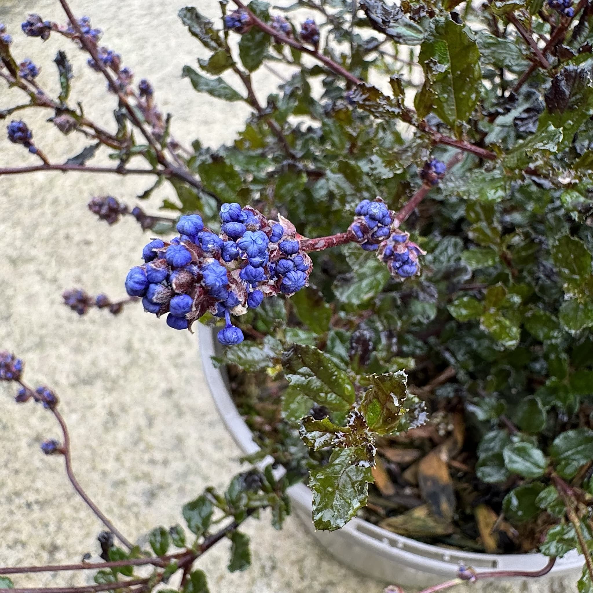 Ceanothus 'Blue Sapphire'