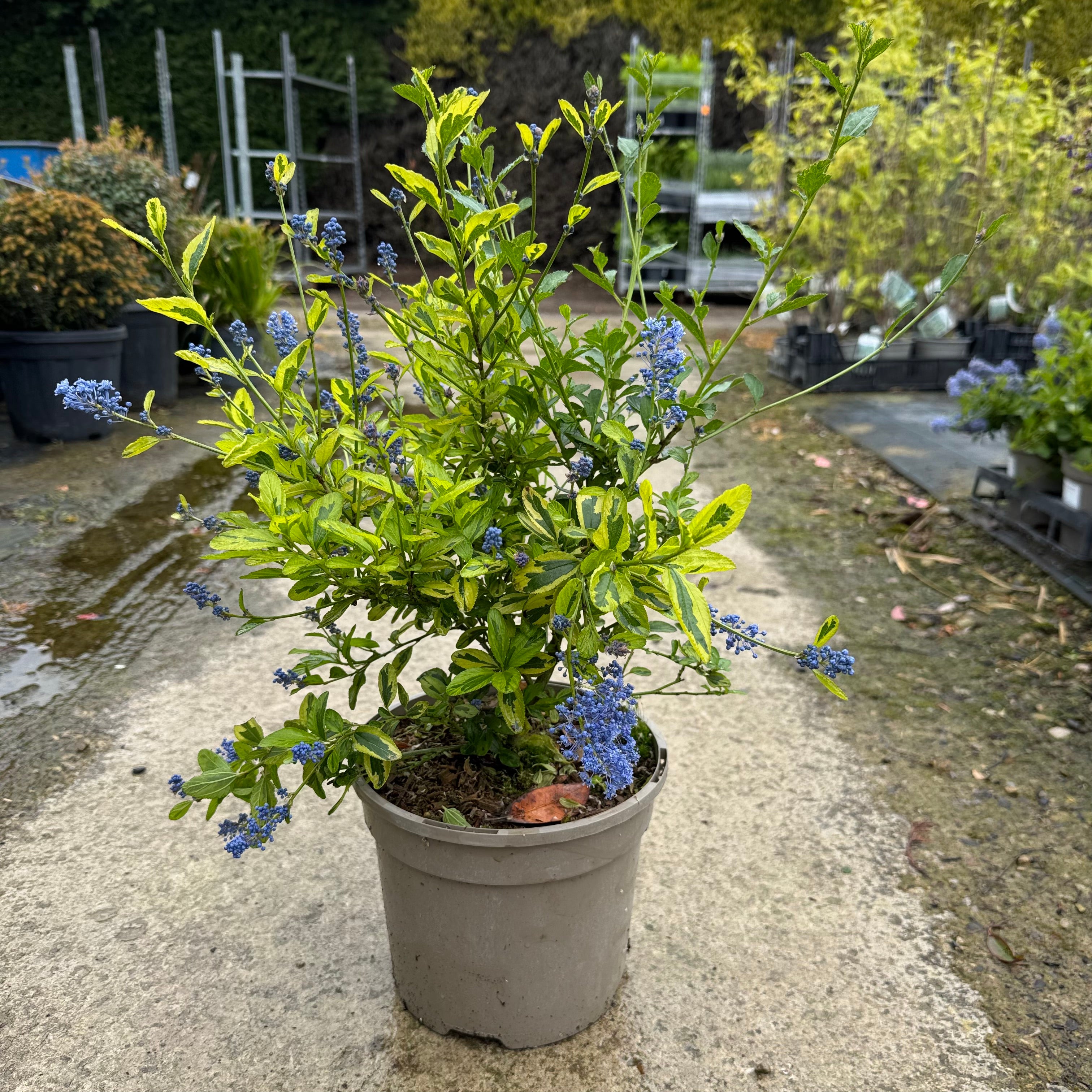 Ceanothus 'Eldorado'