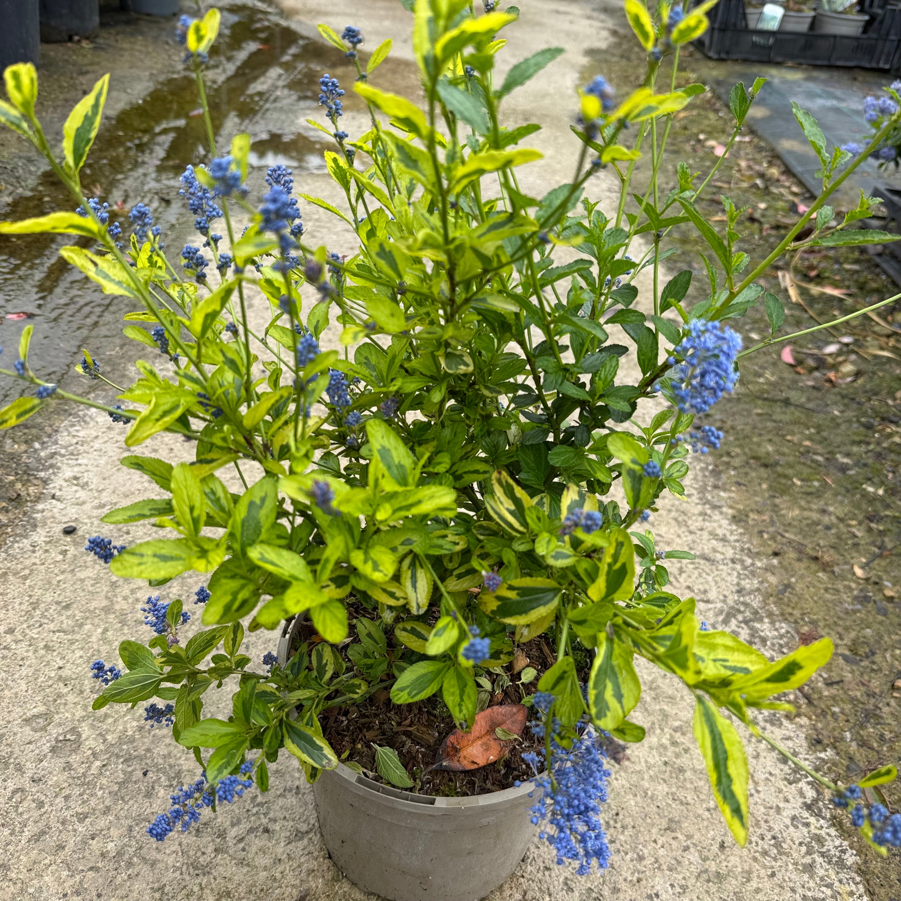 Ceanothus 'Eldorado'