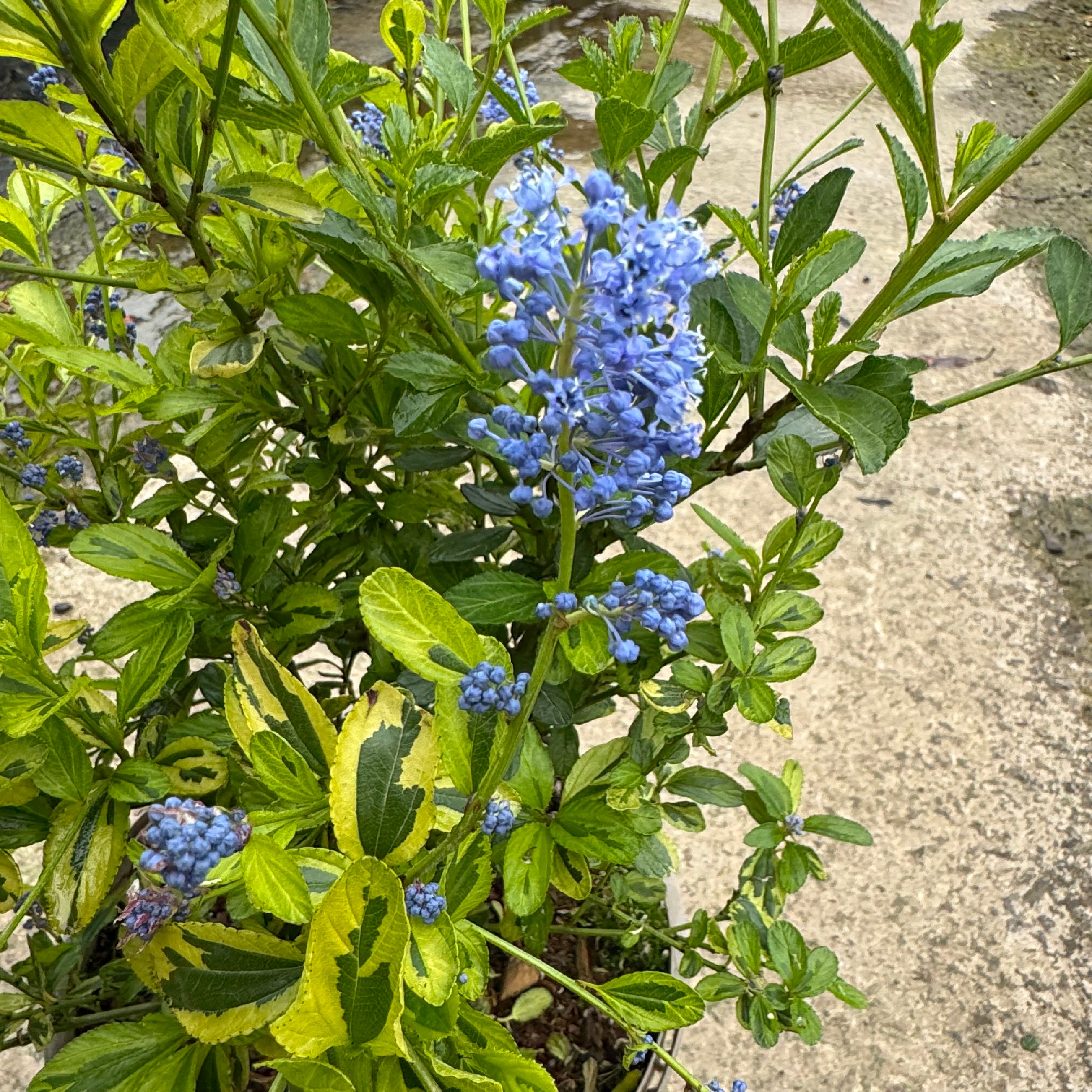 Ceanothus 'Eldorado'