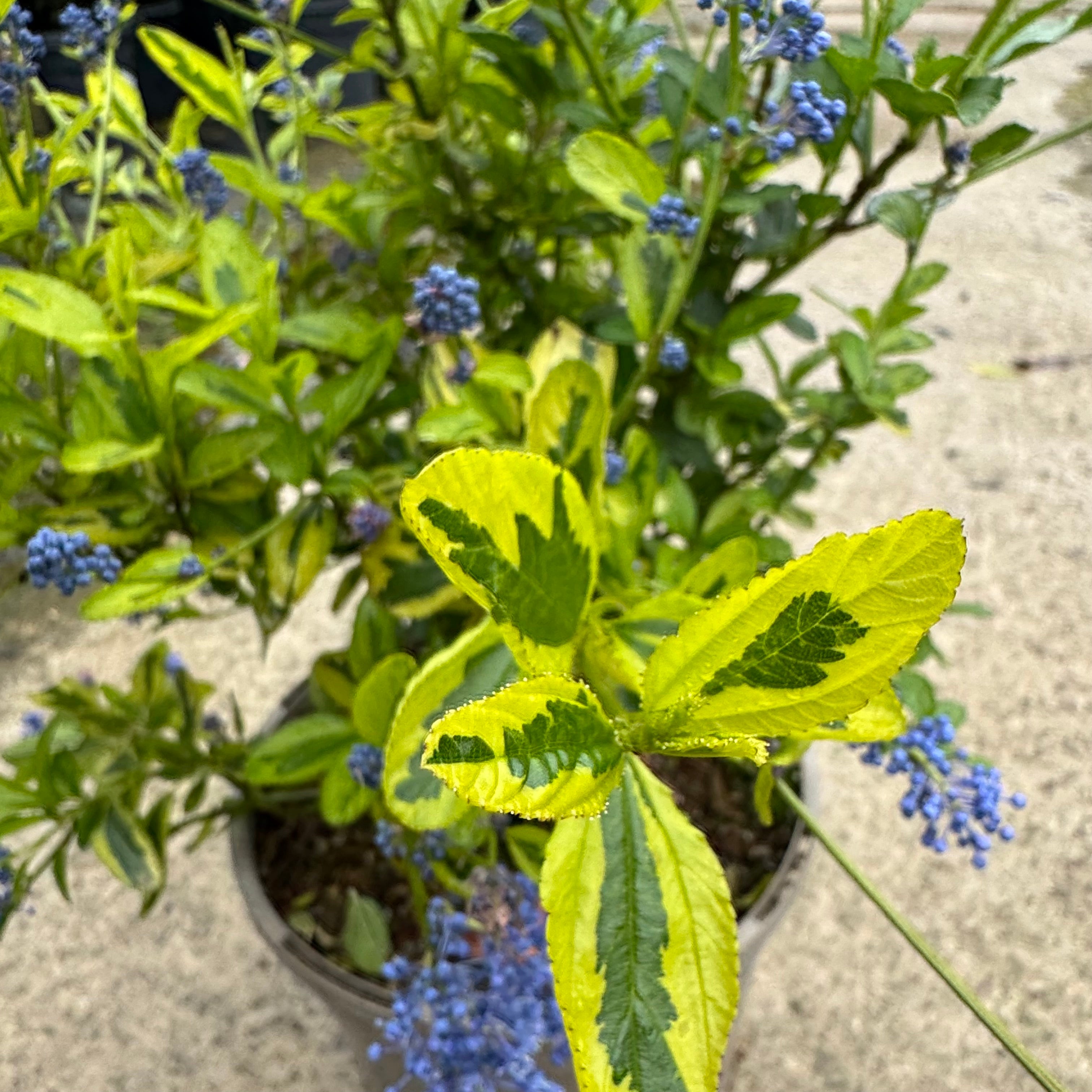 Ceanothus 'Eldorado'
