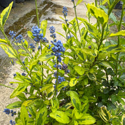 Ceanothus 'Eldorado'