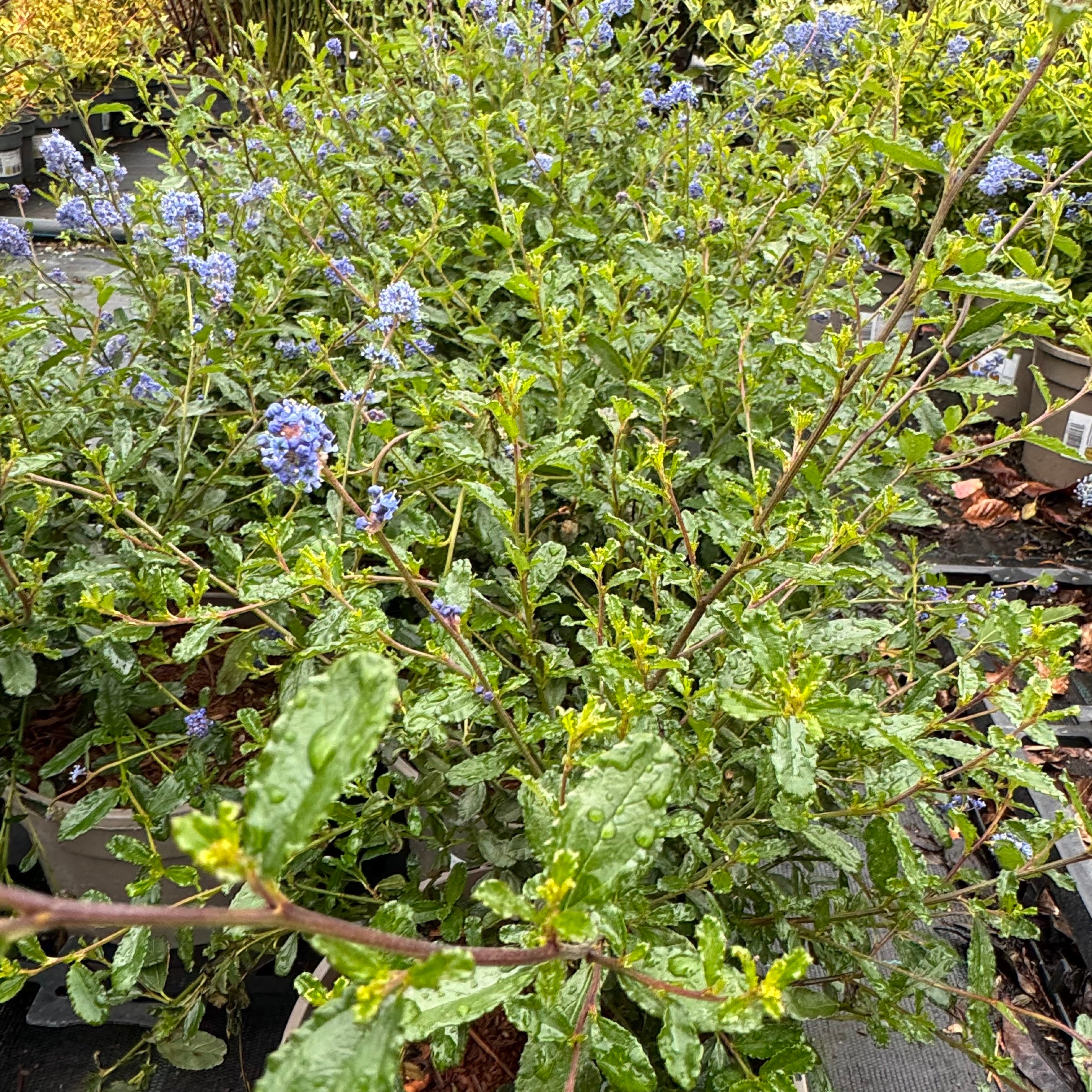 Ceanothus 'Italian Skies'