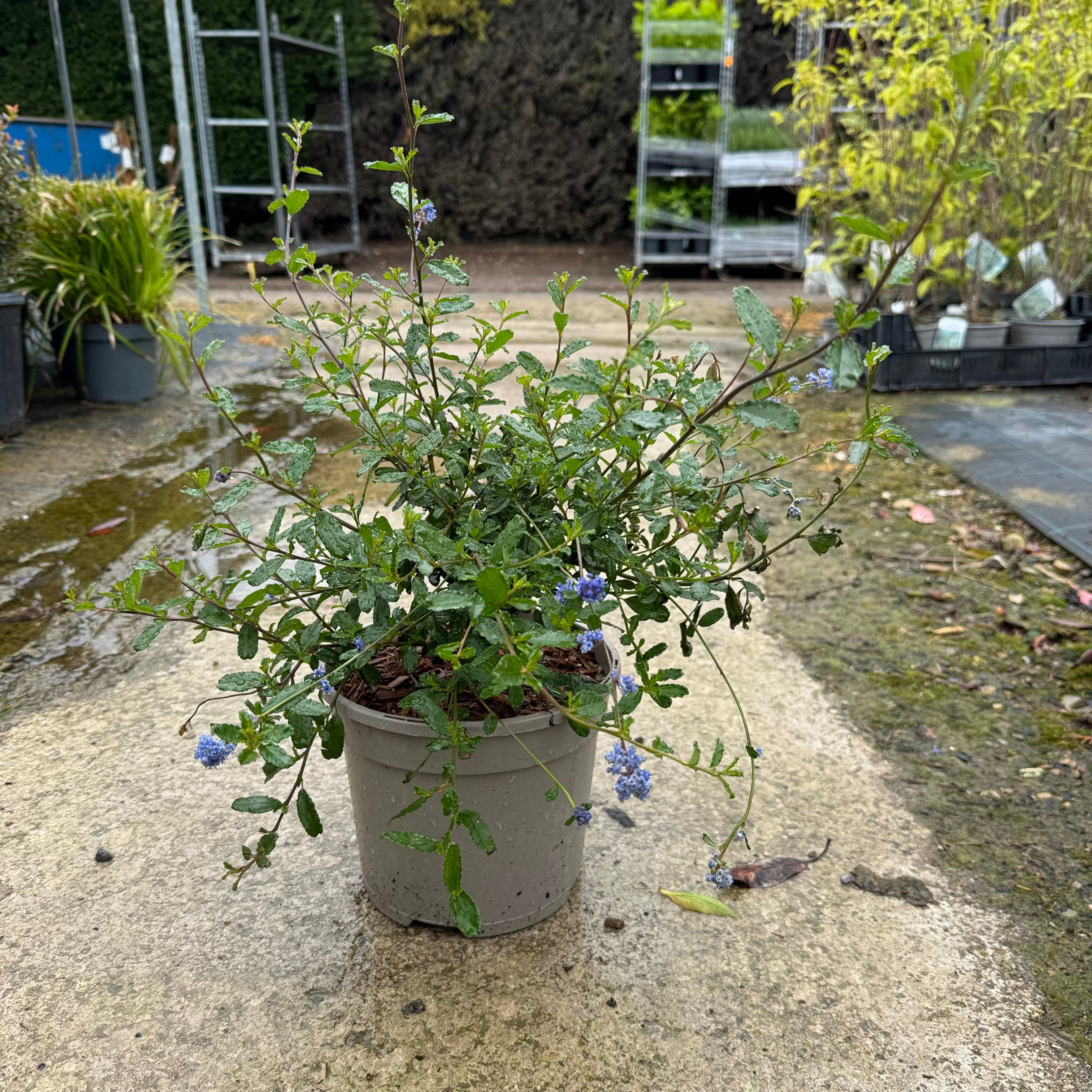 Ceanothus 'Italian Skies'