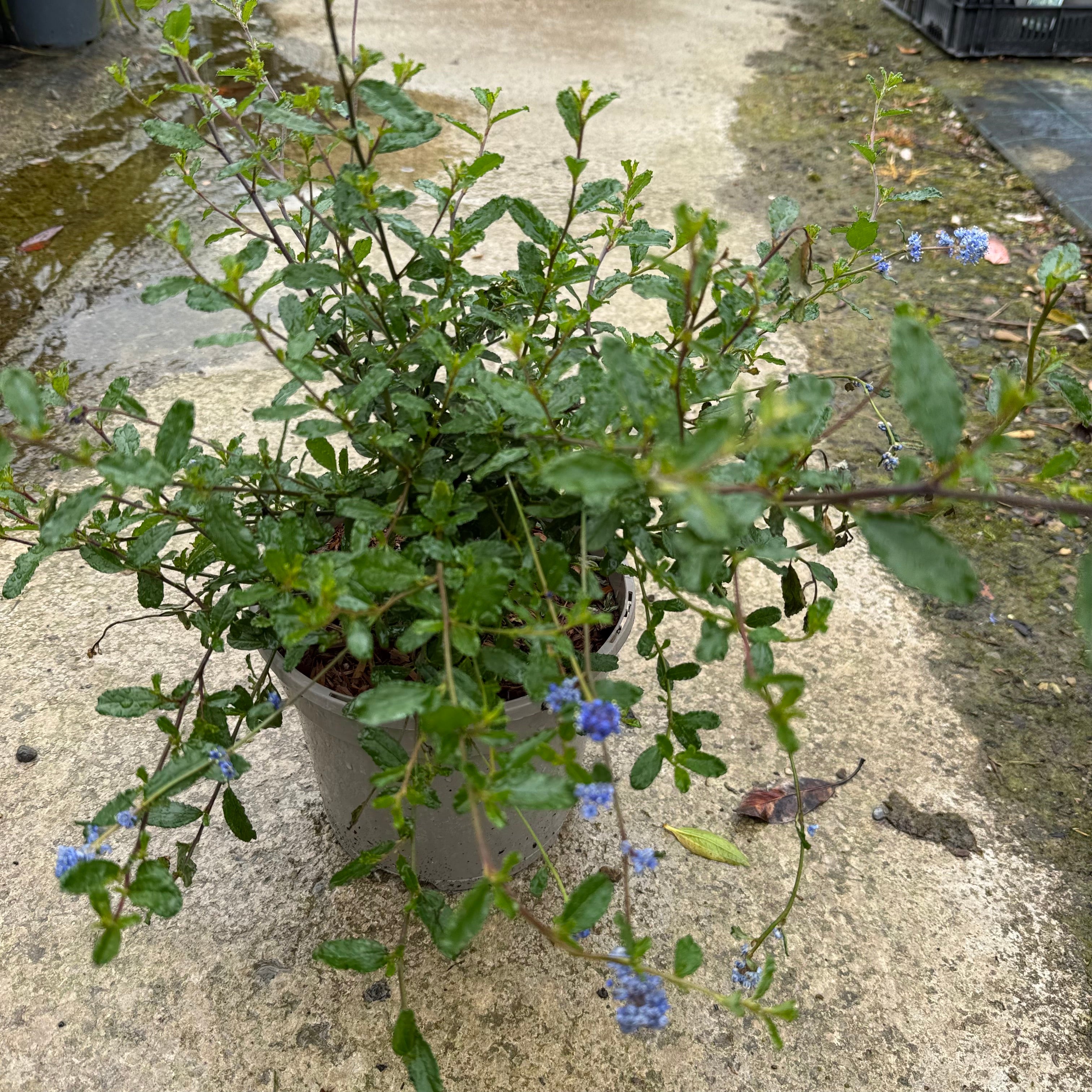 Ceanothus 'Italian Skies'