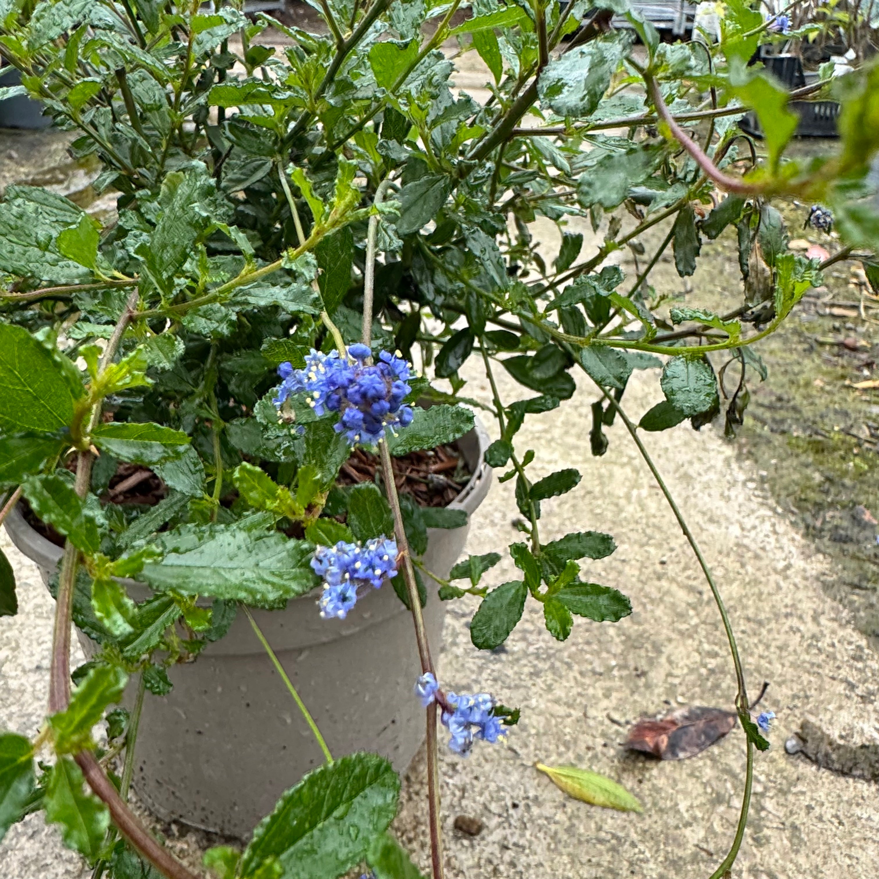 Ceanothus 'Italian Skies'