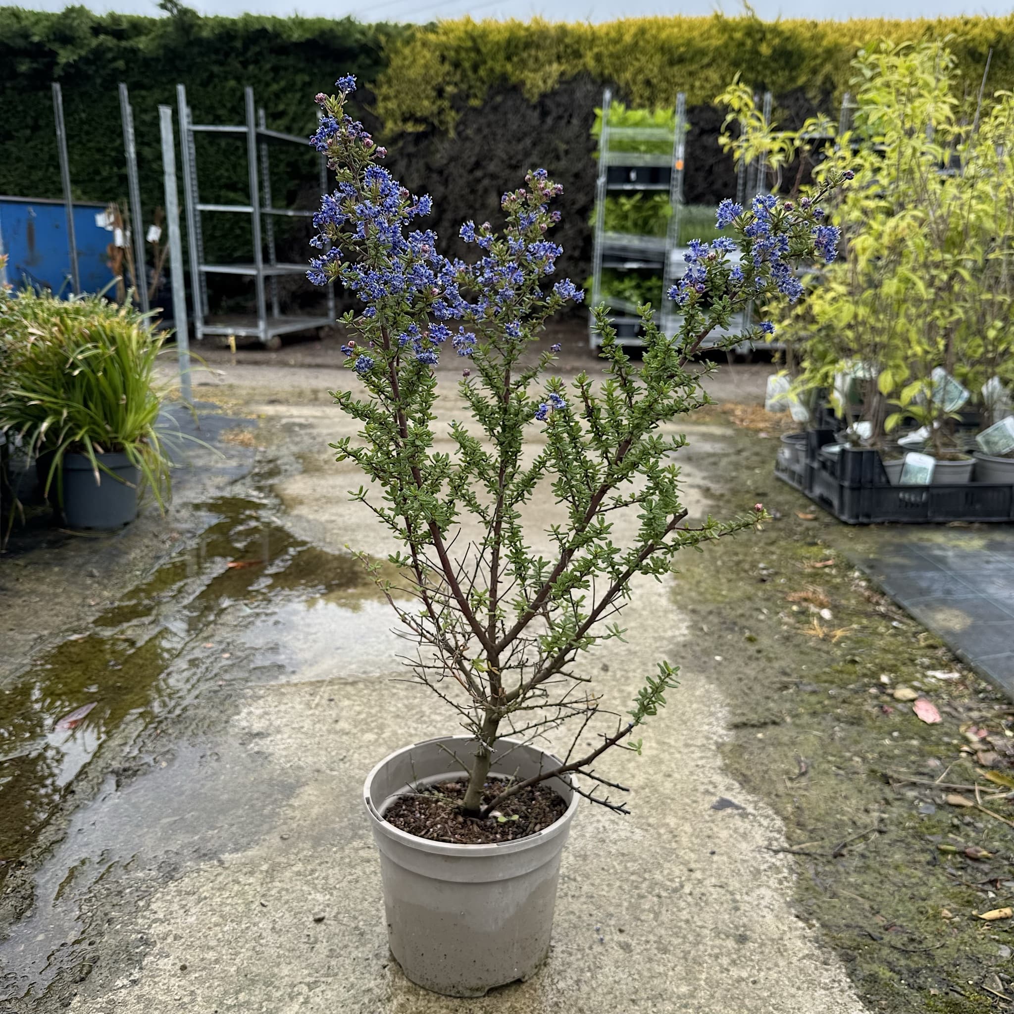 Ceanothus 'Puget Blue'