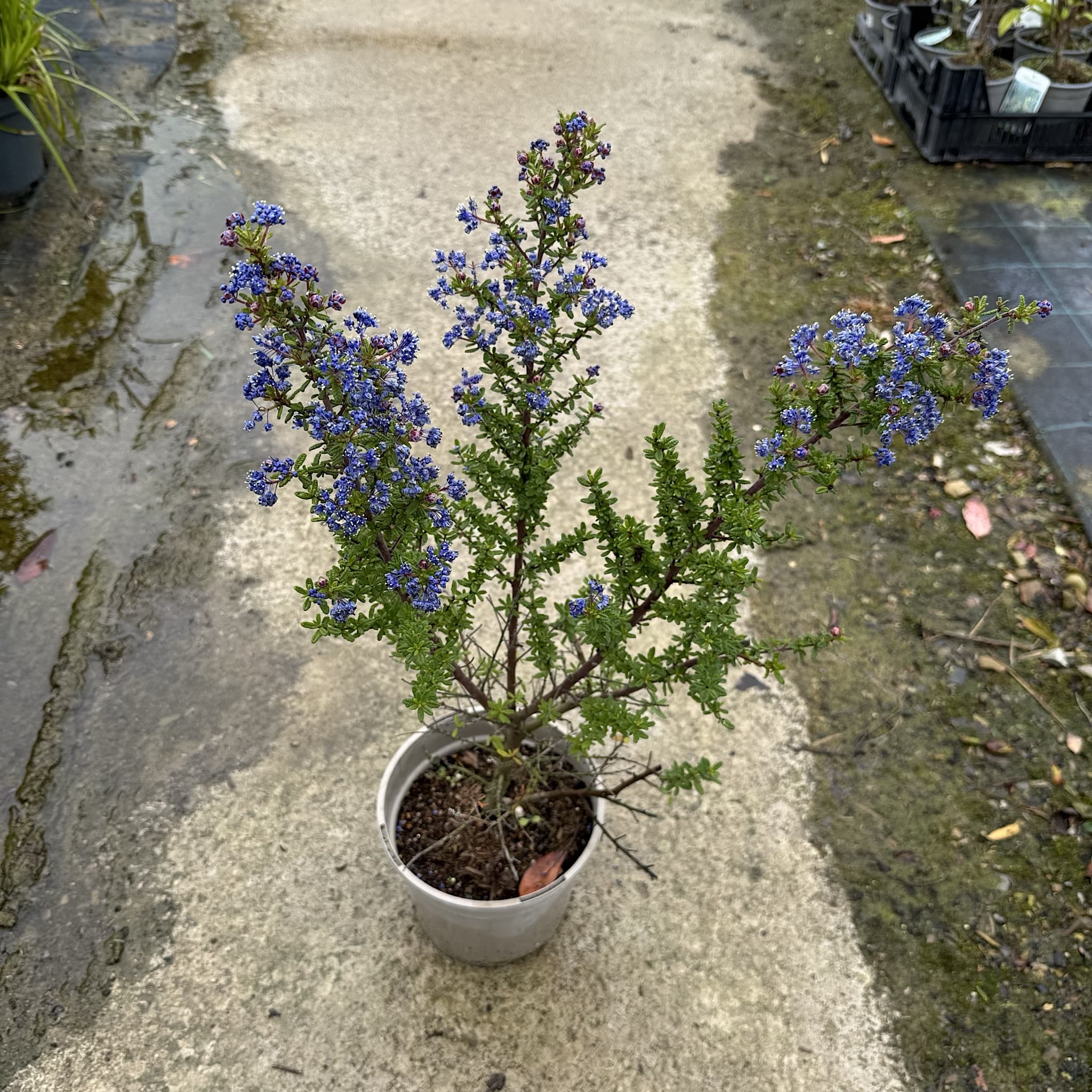 Ceanothus 'Puget Blue'