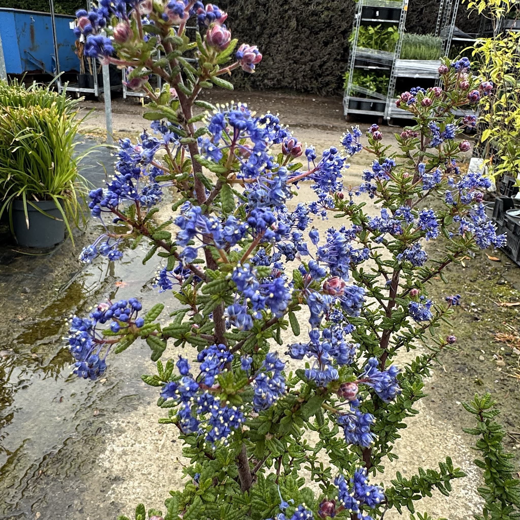 Ceanothus 'Puget Blue'