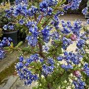 Ceanothus 'Puget Blue'