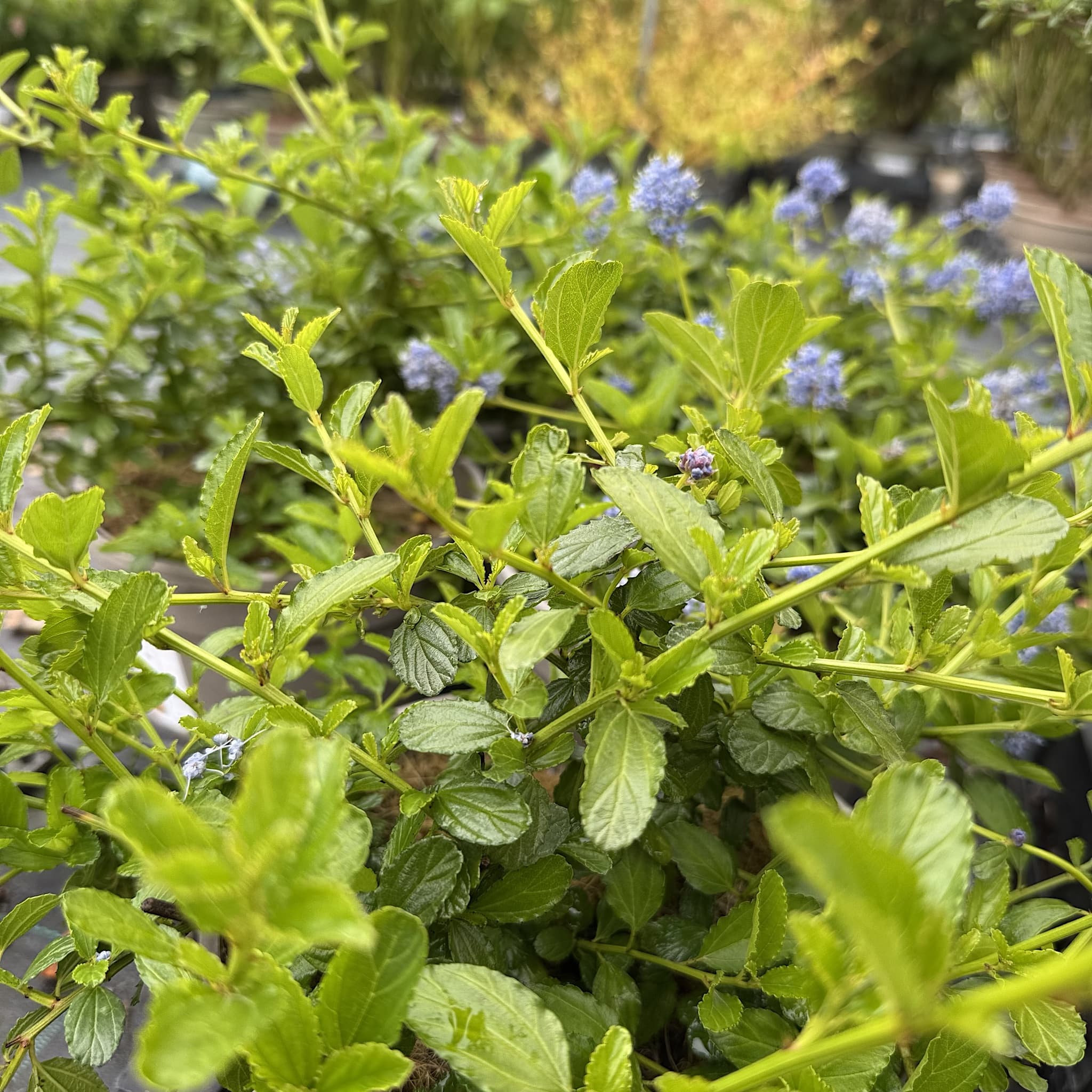 Ceanothus thyrsiflorus repens