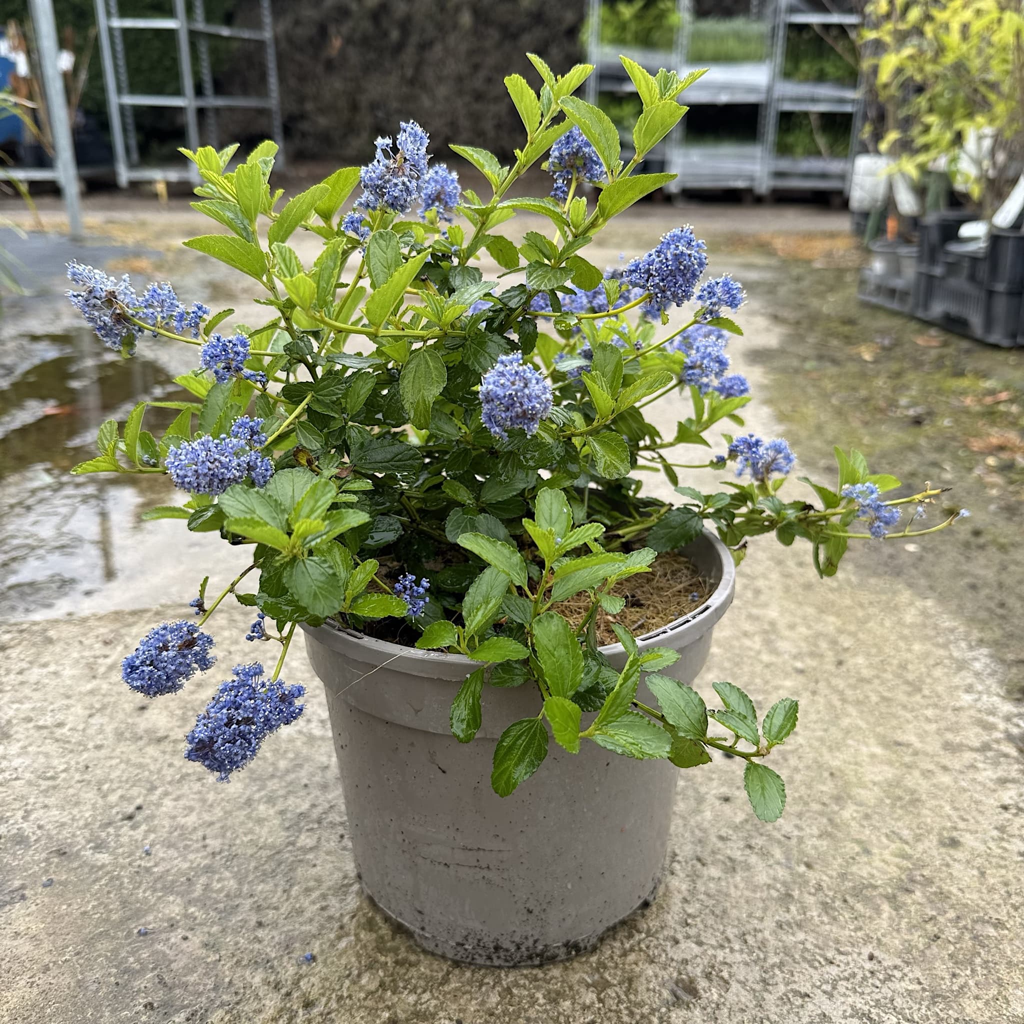 Ceanothus thyrsiflorus repens