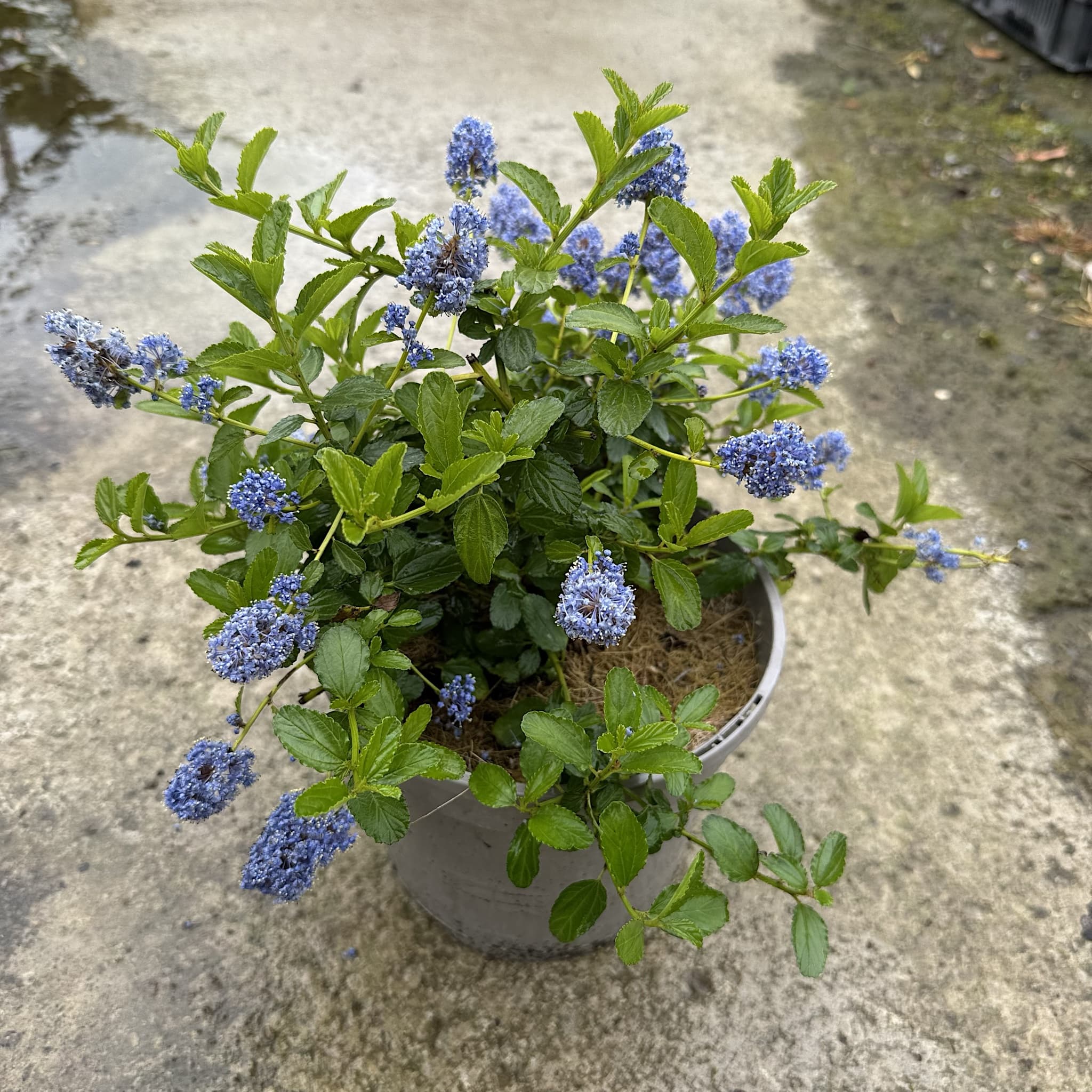 Ceanothus thyrsiflorus repens